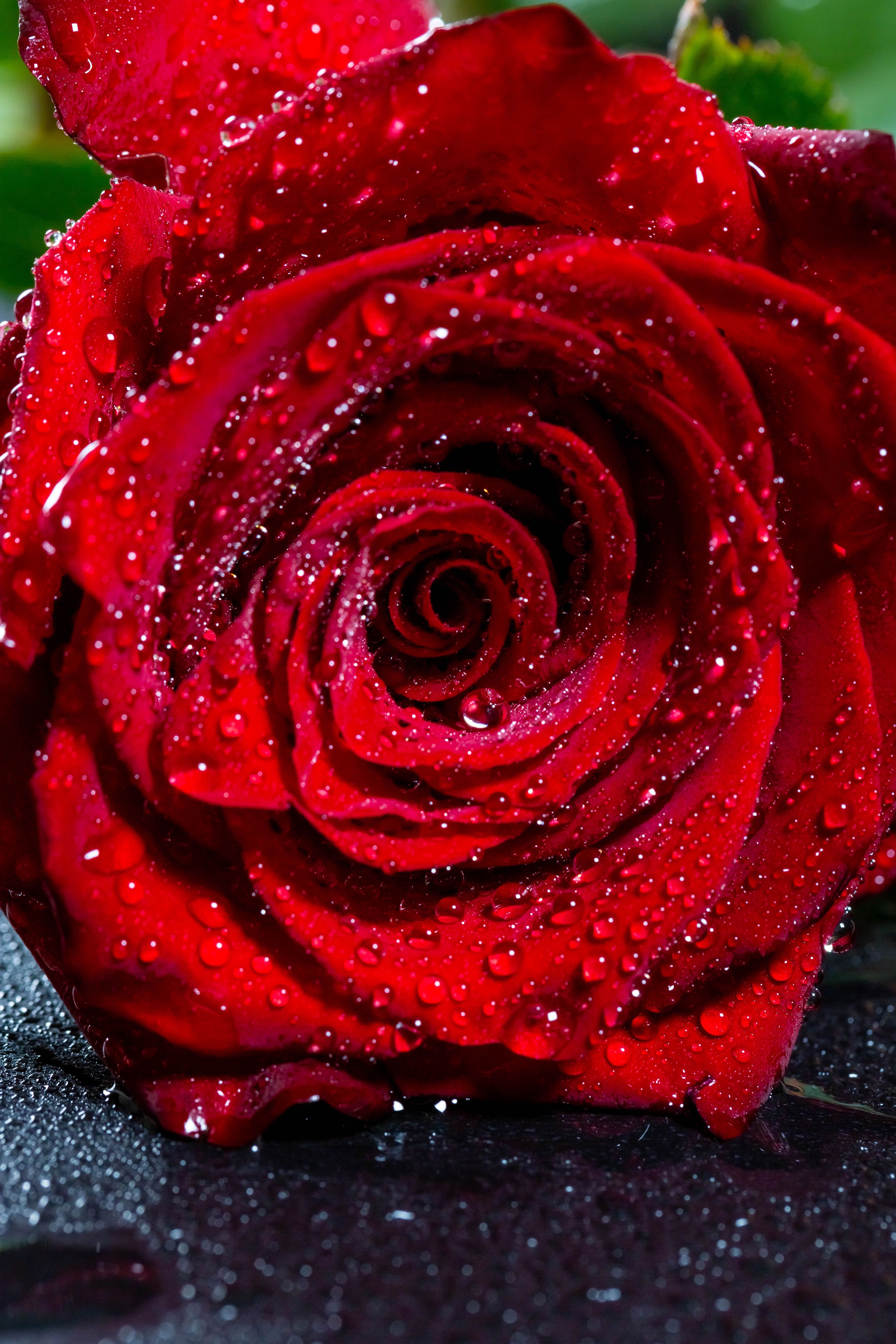 Red Rose Wallpapers - 4k, HD Red Rose Backgrounds on WallpaperBat