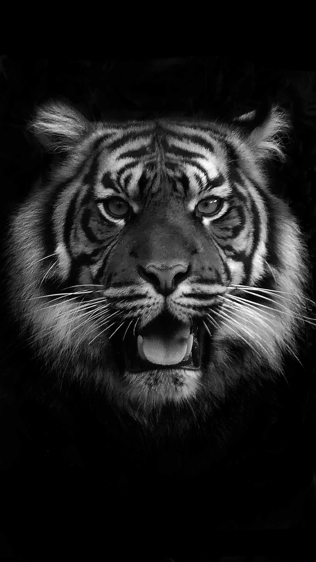 Black Tiger Wallpapers - 4k, HD Black Tiger Backgrounds on WallpaperBat