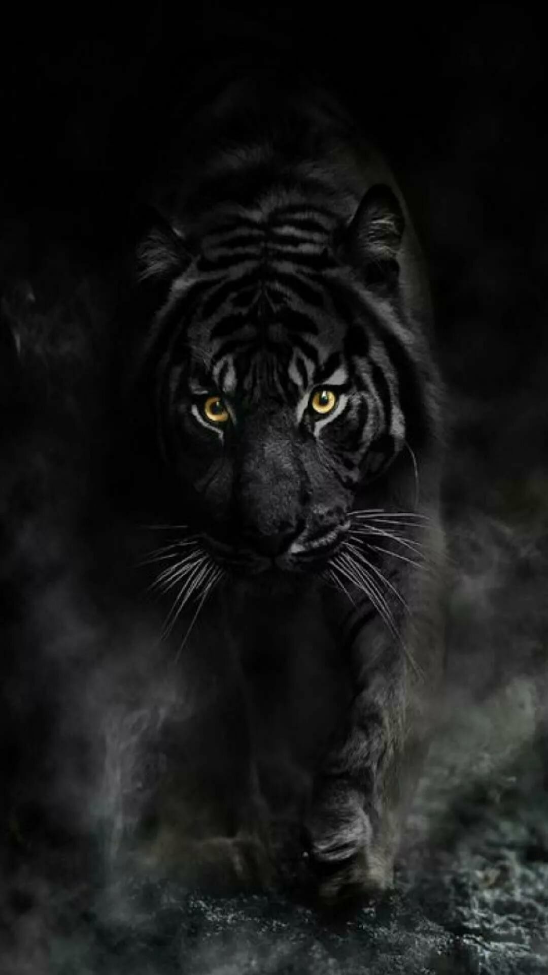 Black Tiger Wallpapers - 4k, HD Black Tiger Backgrounds On WallpaperBat