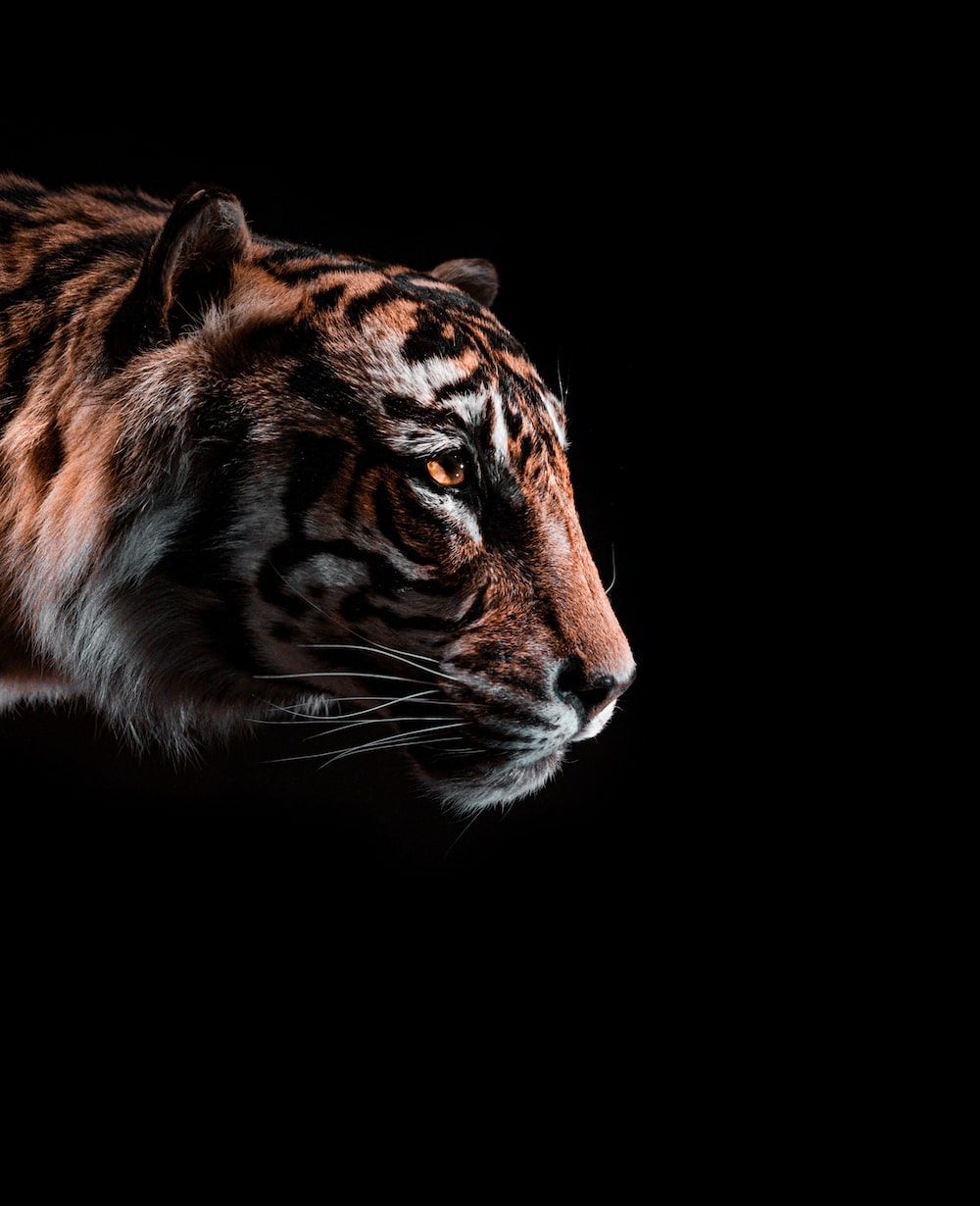 Black Tiger Wallpapers - 4k, HD Black Tiger Backgrounds on WallpaperBat