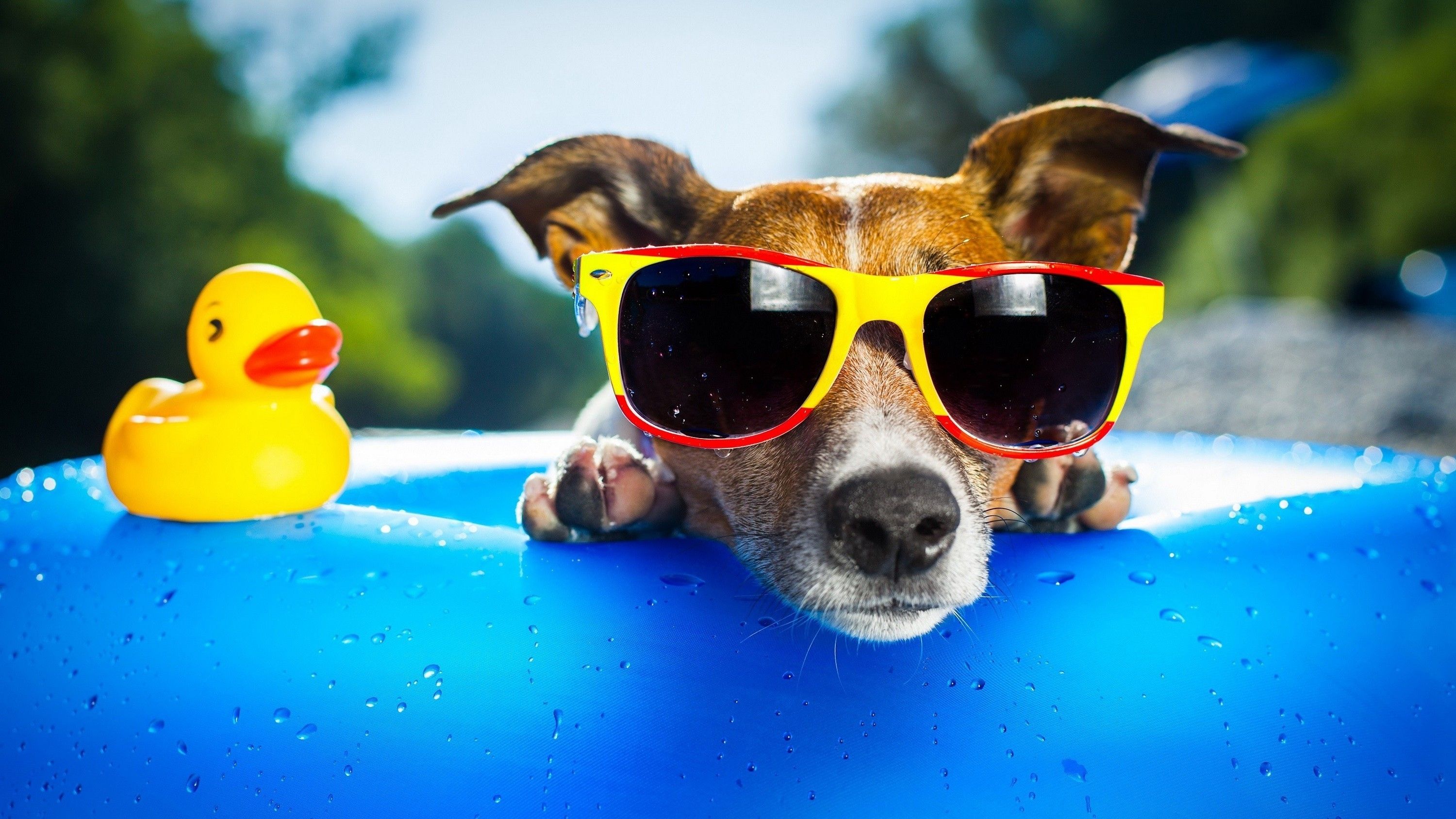 Summer Puppies Wallpapers - 4k, Hd Summer Puppies Backgrounds On 