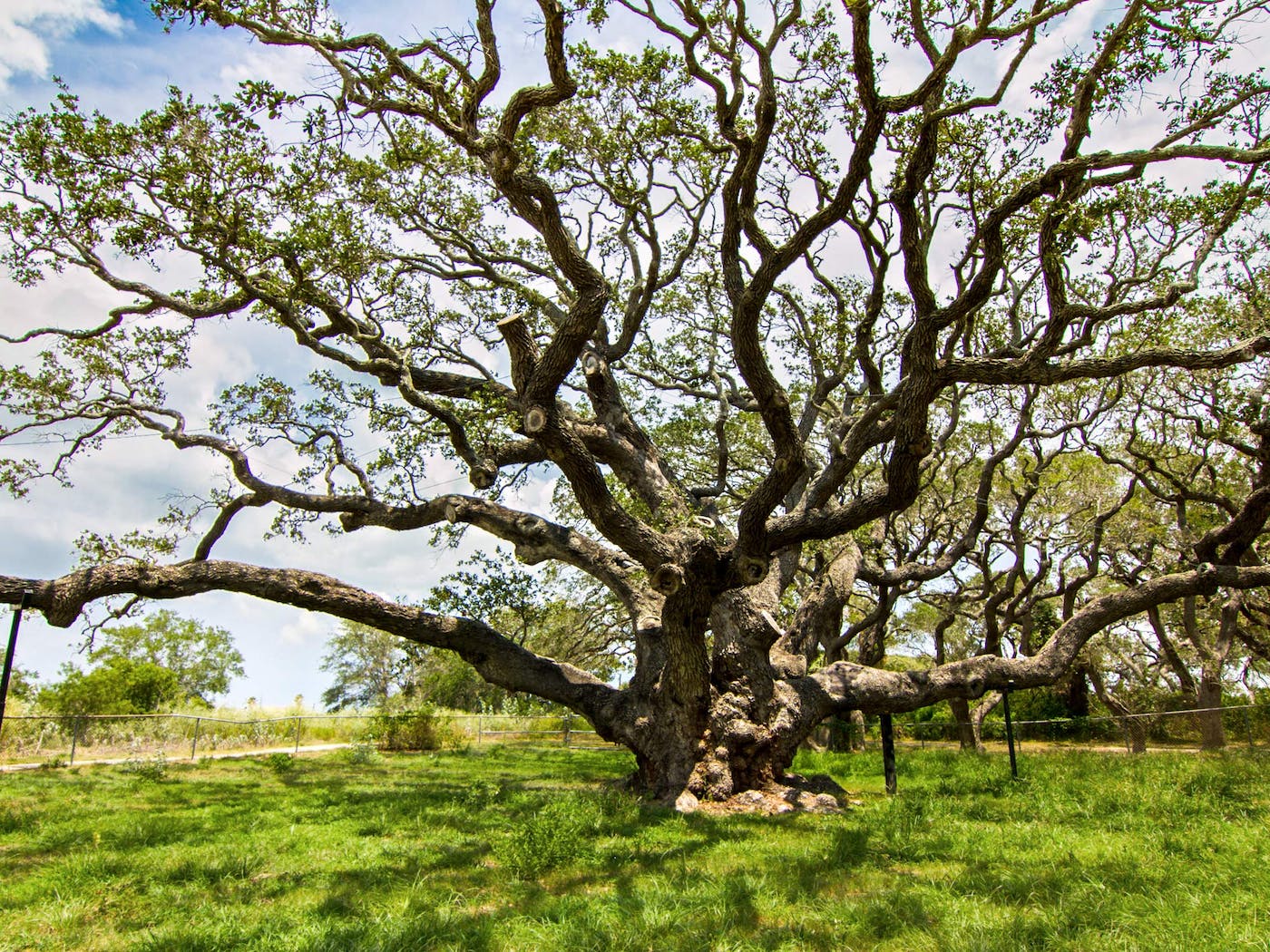 big-tree-wallpapers-4k-hd-big-tree-backgrounds-on-wallpaperbat