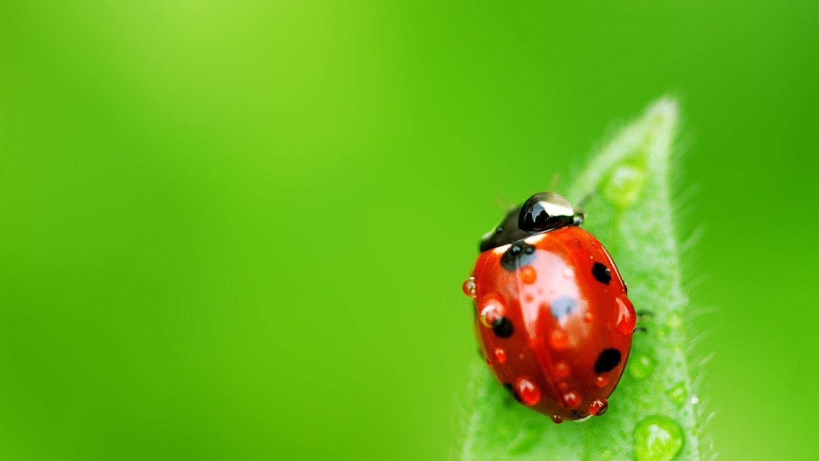 Insect Wallpapers - 4k, HD Insect Backgrounds On WallpaperBat