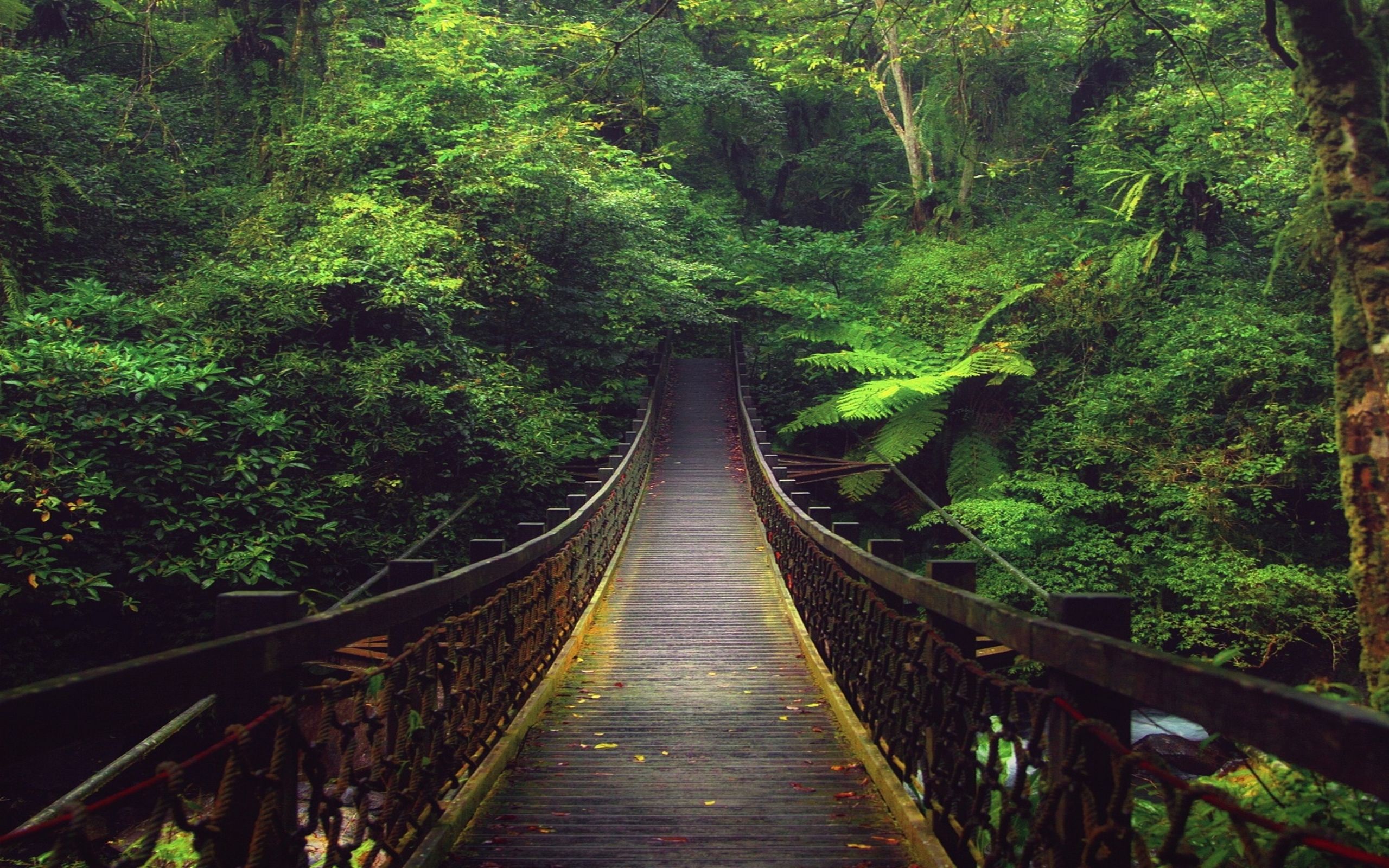 2560x1600 Bridge in the forest | 88 Wallpapers Wallpaper