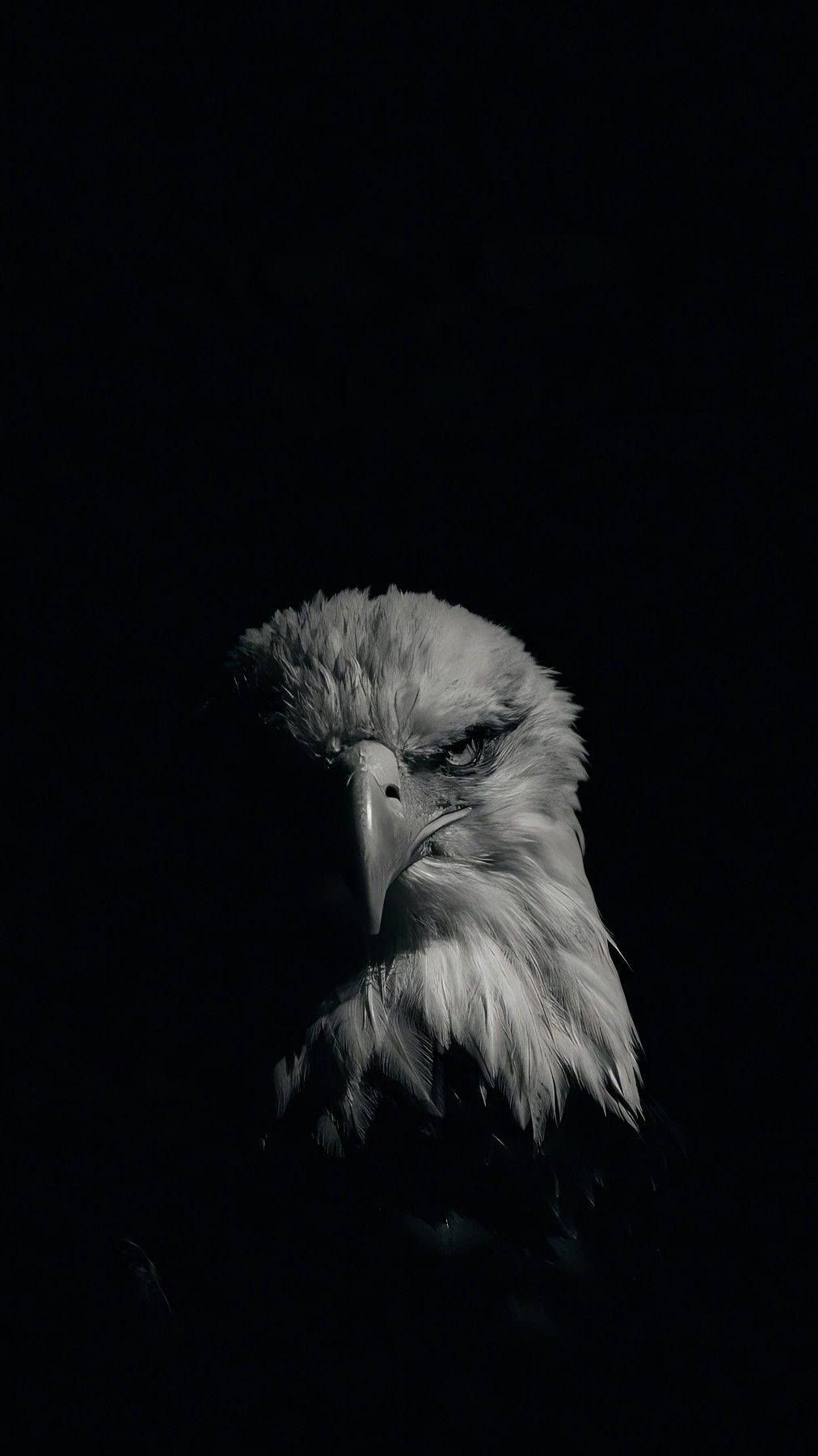 dark-eagle-wallpapers-4k-hd-dark-eagle-backgrounds-on-wallpaperbat