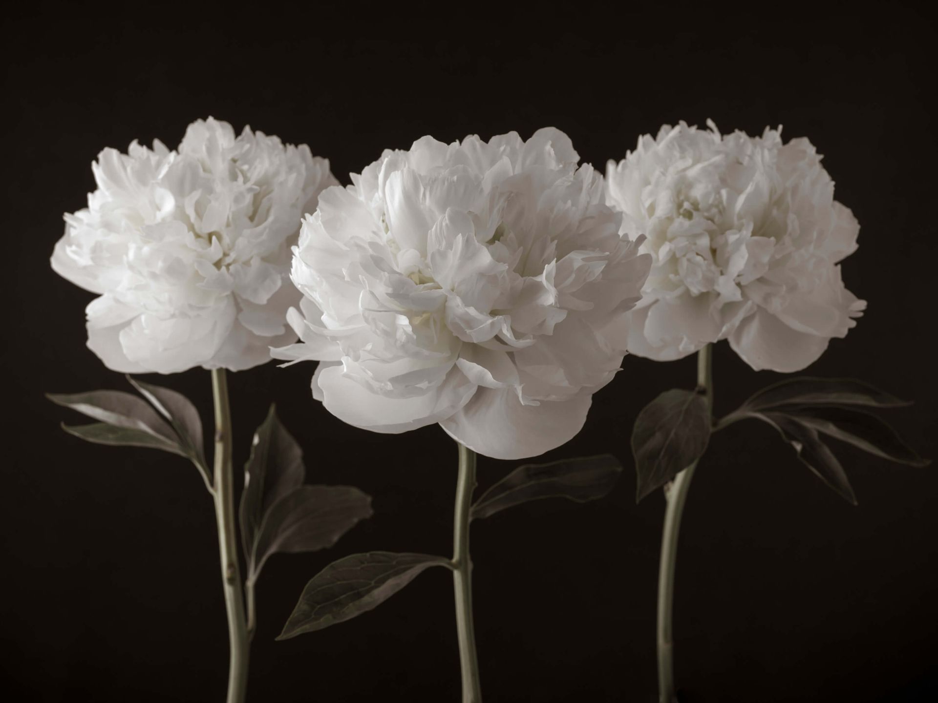 White Peonies Wallpapers - 4k, HD White Peonies Backgrounds on WallpaperBat