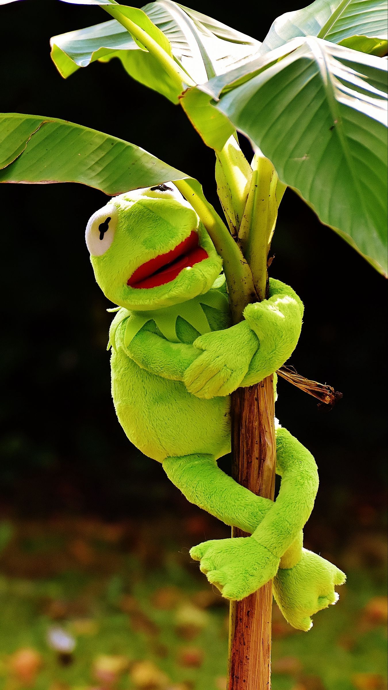 Kermit Wallpapers - 4k, HD Kermit Backgrounds on WallpaperBat