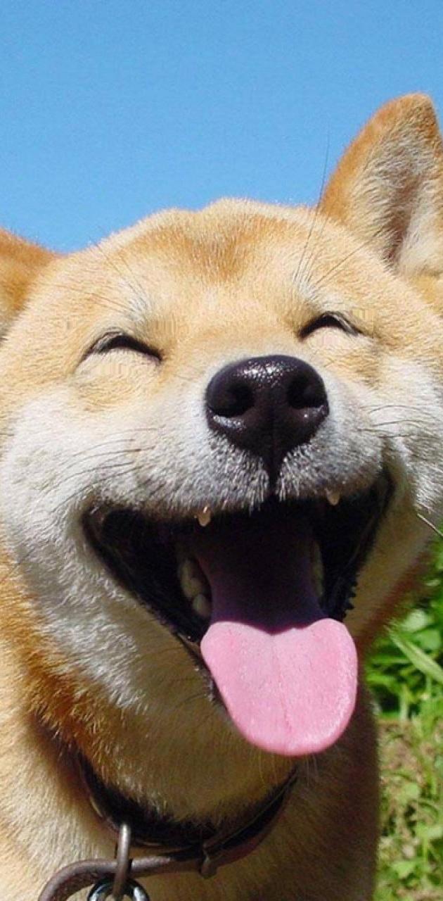 Shiba Inu Wallpapers - 4k, HD Shiba Inu Backgrounds on WallpaperBat
