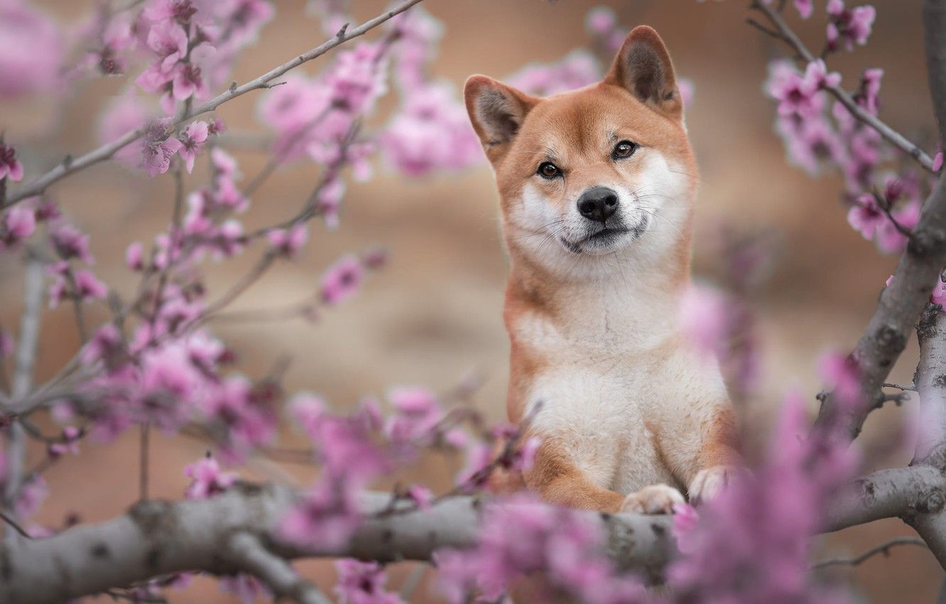 Shiba Inu Wallpapers - 4k, HD Shiba Inu Backgrounds on WallpaperBat