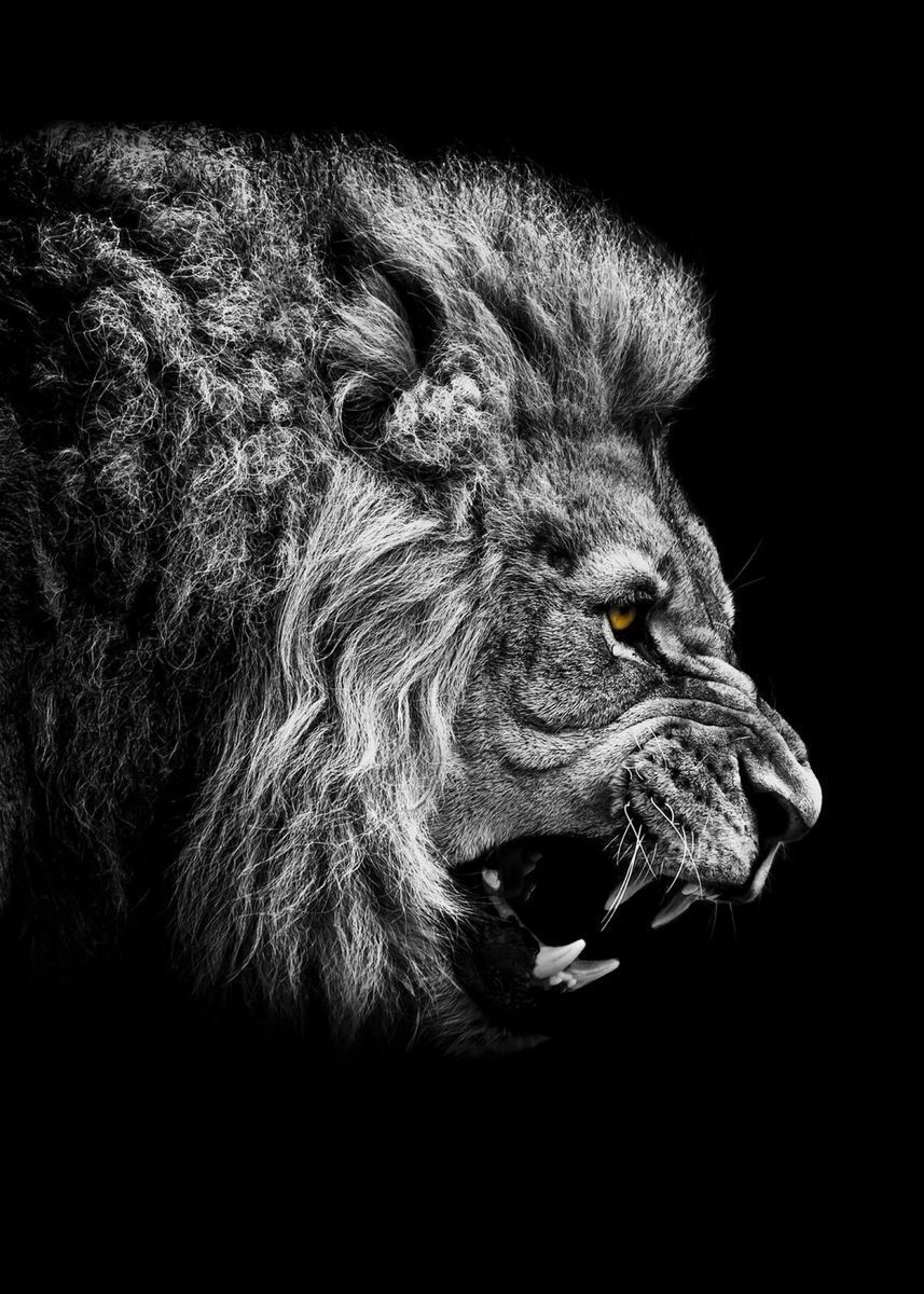 Black and White Lion Wallpapers - 4k, HD Black and White Lion ...