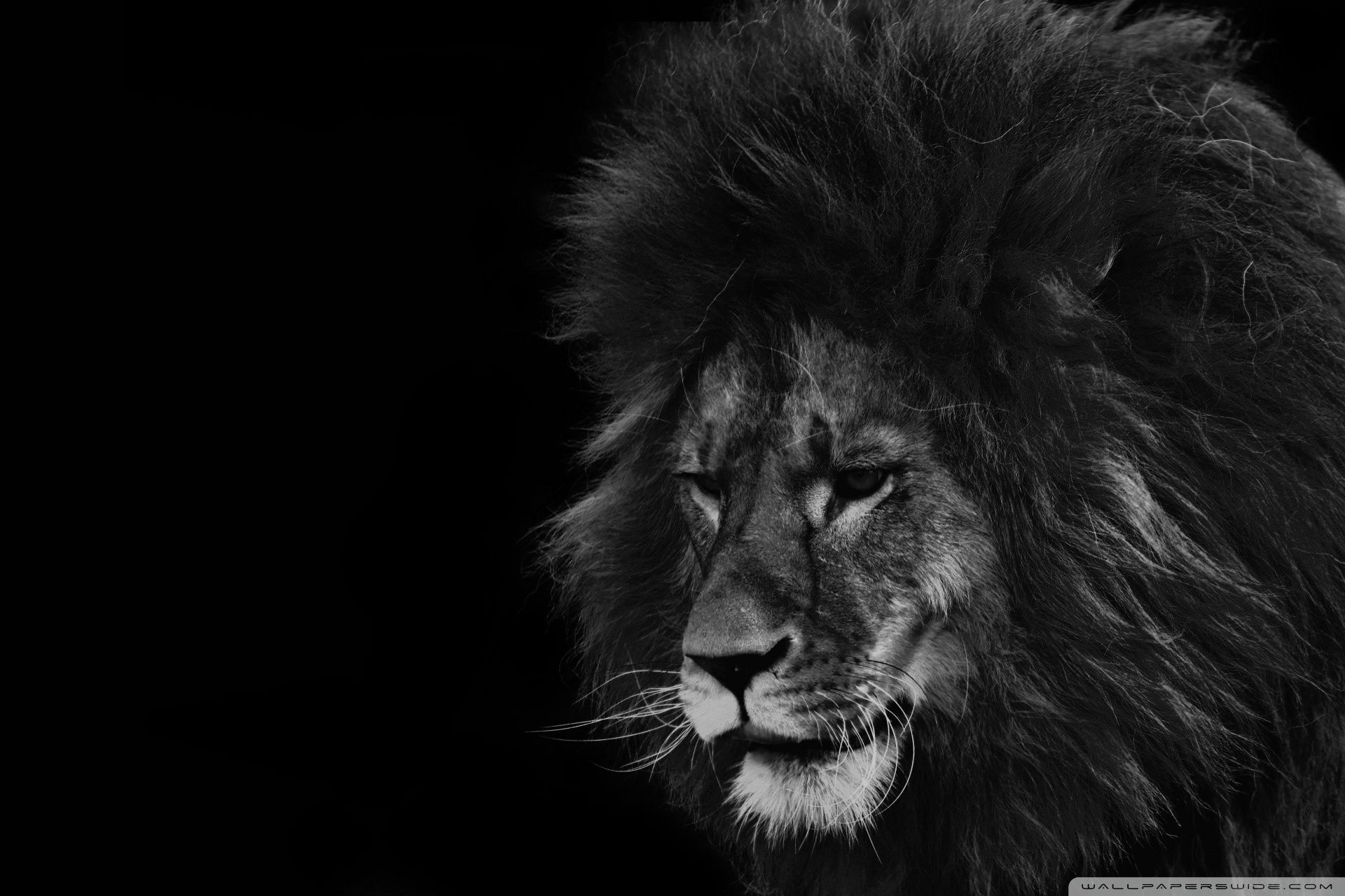 Black and White Lion Wallpapers - 4k, HD Black and White Lion