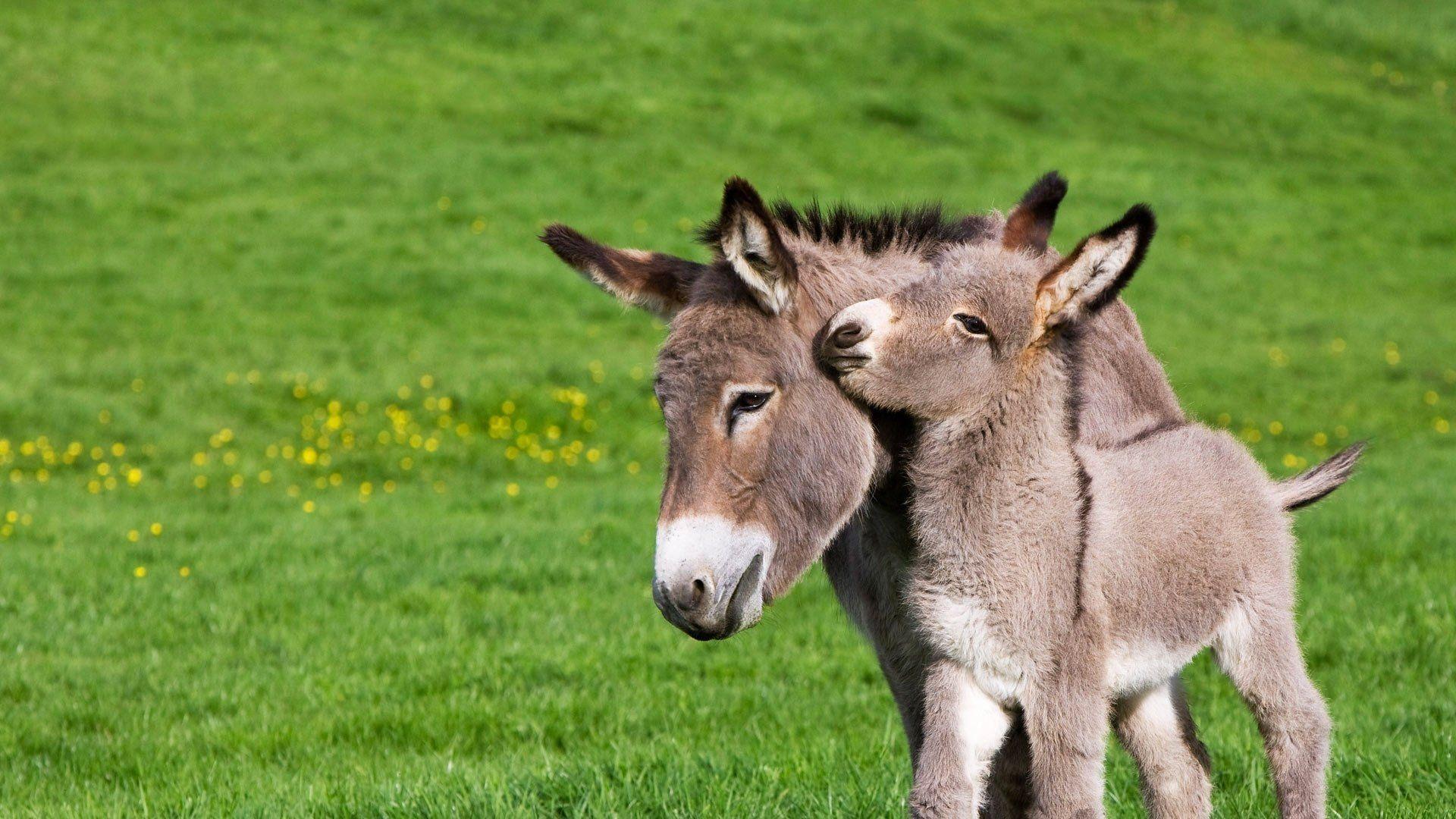 Donkey Wallpapers - 4k, HD Donkey Backgrounds on WallpaperBat