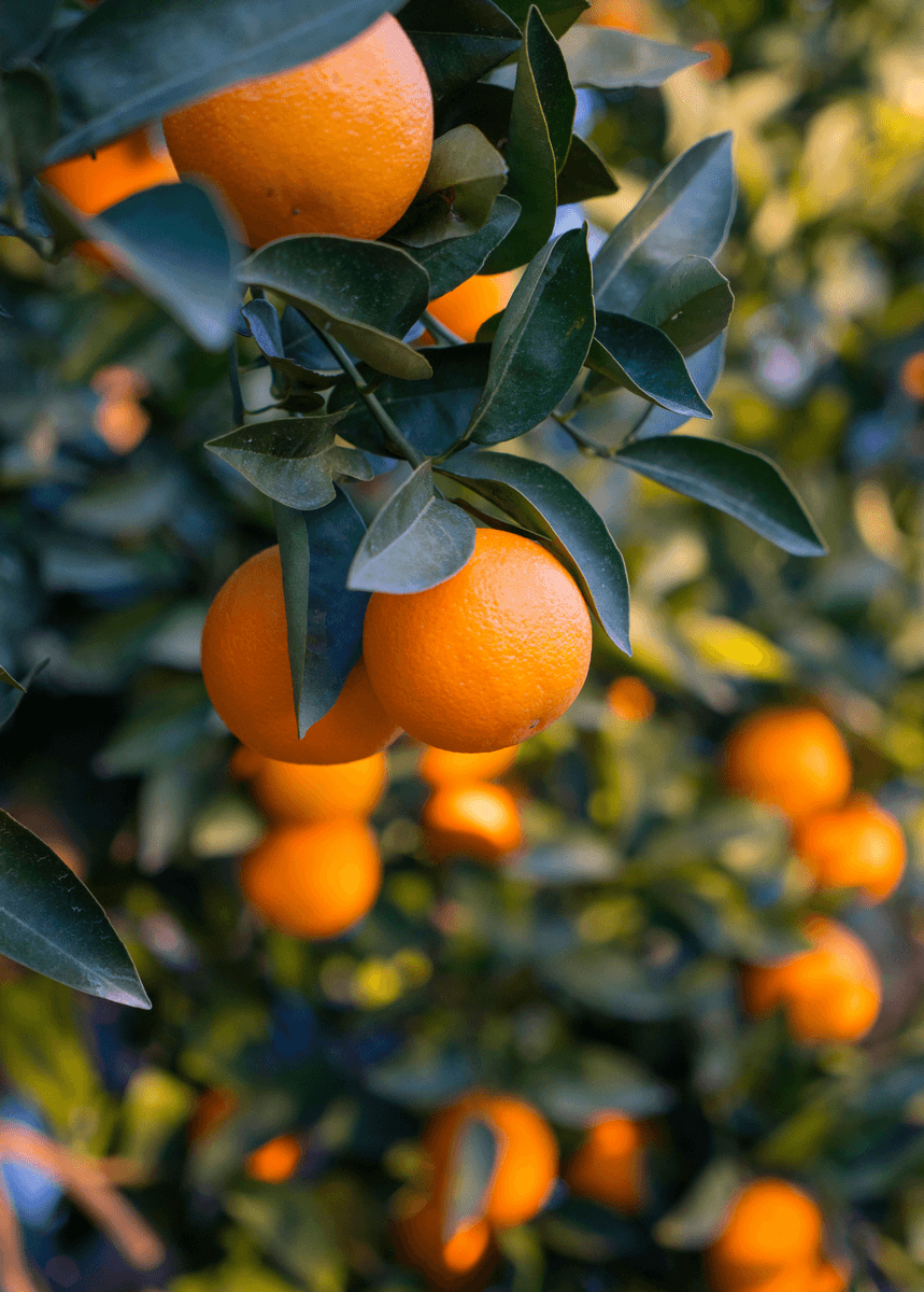 Orange Tree Wallpapers - 4k, HD Orange Tree Backgrounds on WallpaperBat