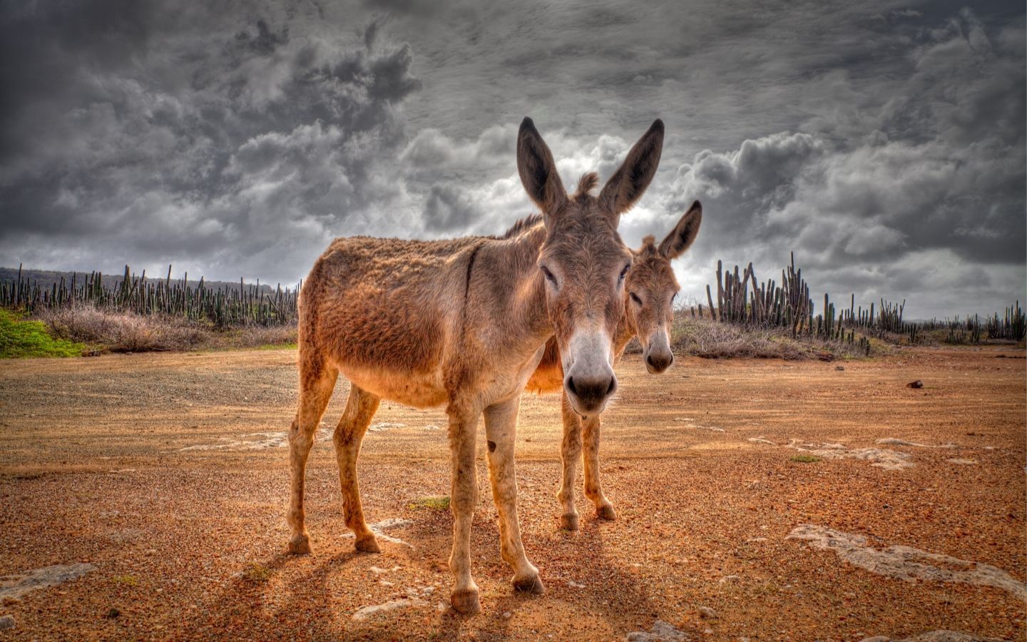 Donkey Wallpapers - 4k, HD Donkey Backgrounds on WallpaperBat