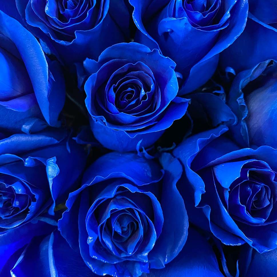 Blue Rose Wallpapers - 4k, HD Blue Rose Backgrounds on WallpaperBat