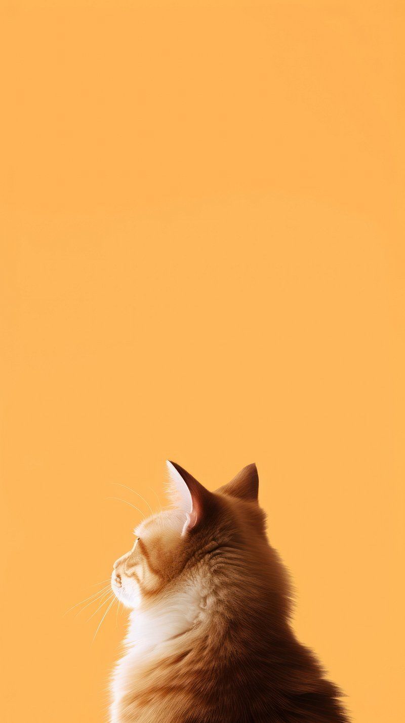 Orange Cat Wallpapers - 4k, HD Orange Cat Backgrounds on WallpaperBat