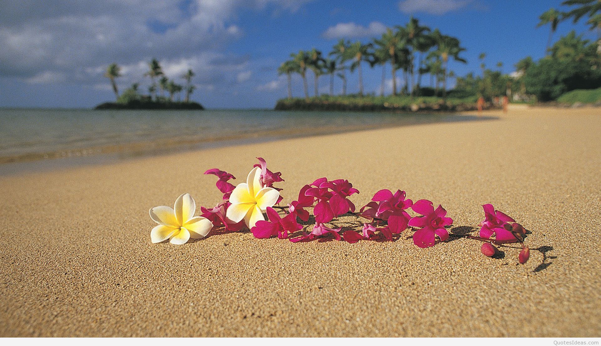 Hawaii Flowers Wallpapers.