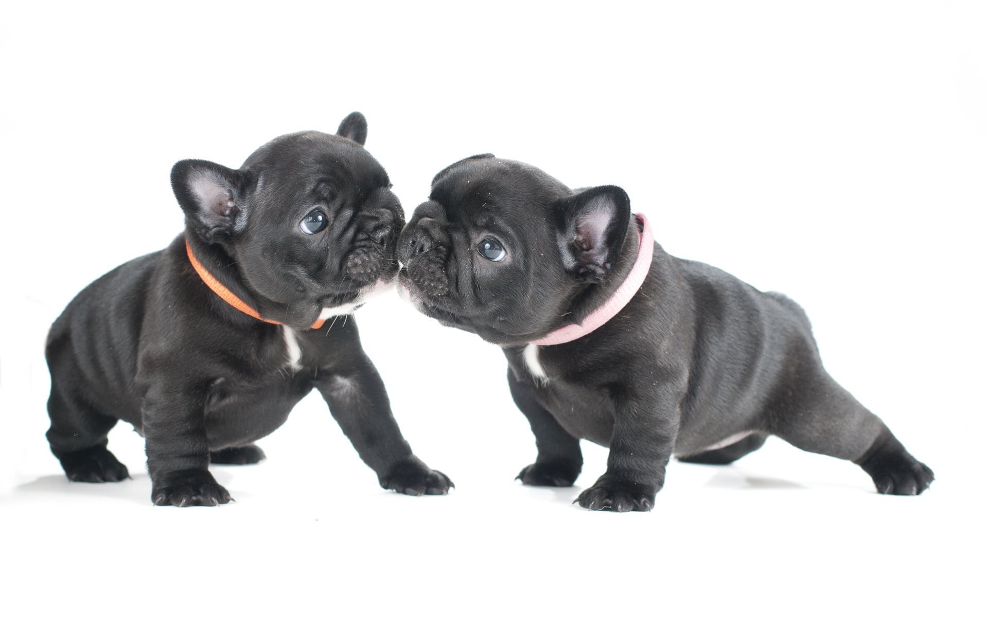 French Bulldog Wallpapers - 4k, HD French Bulldog Backgrounds on ...