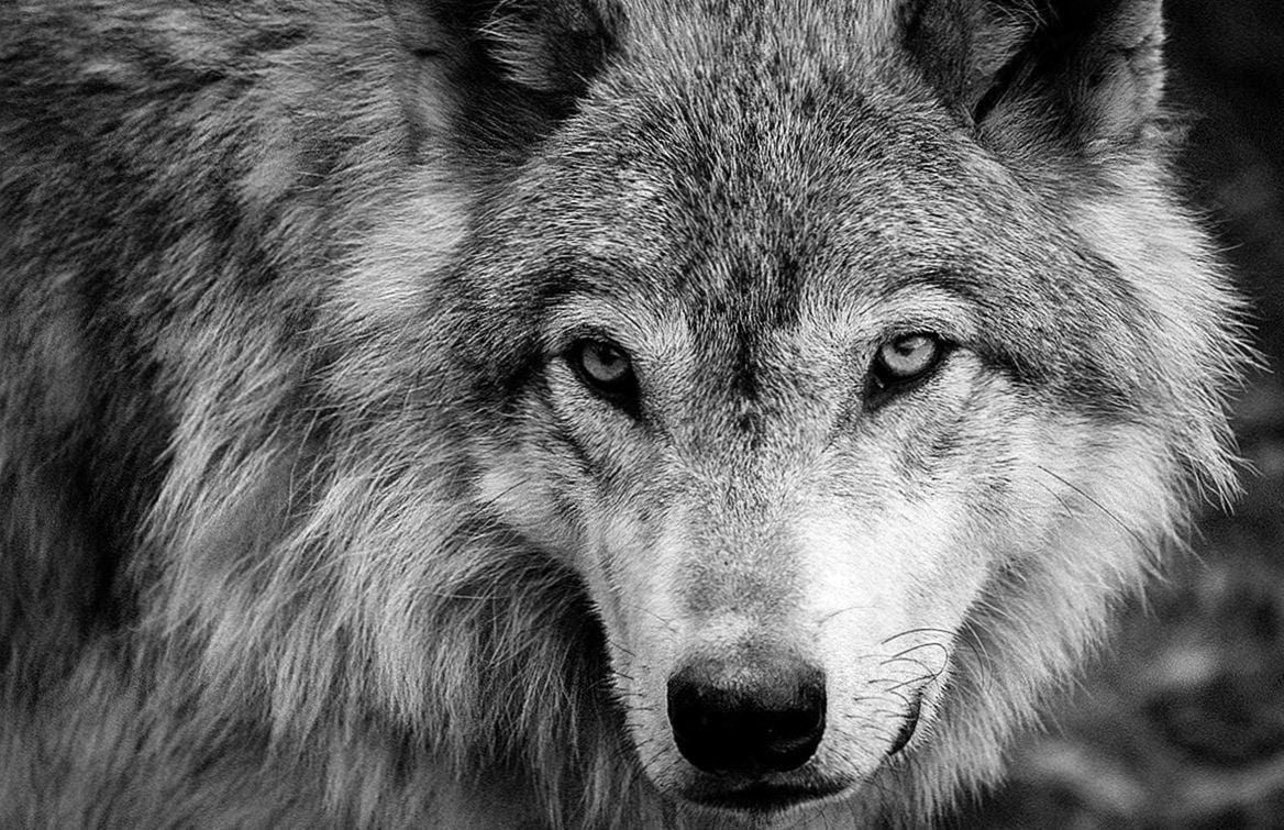 1168x755 Black And White Wolves Wallpapers free ... Wallpaper