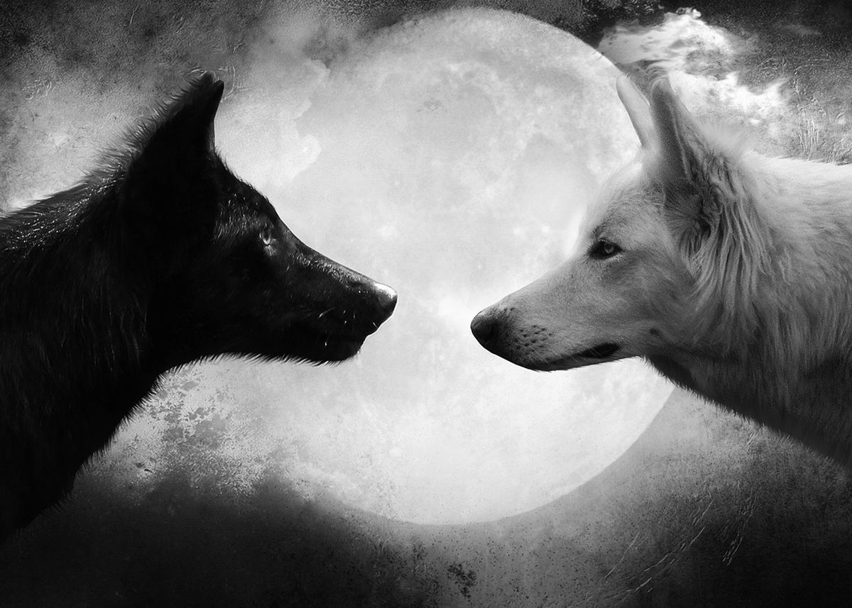 1200x857 black wolf vs white wolf' Poster ... Wallpaper