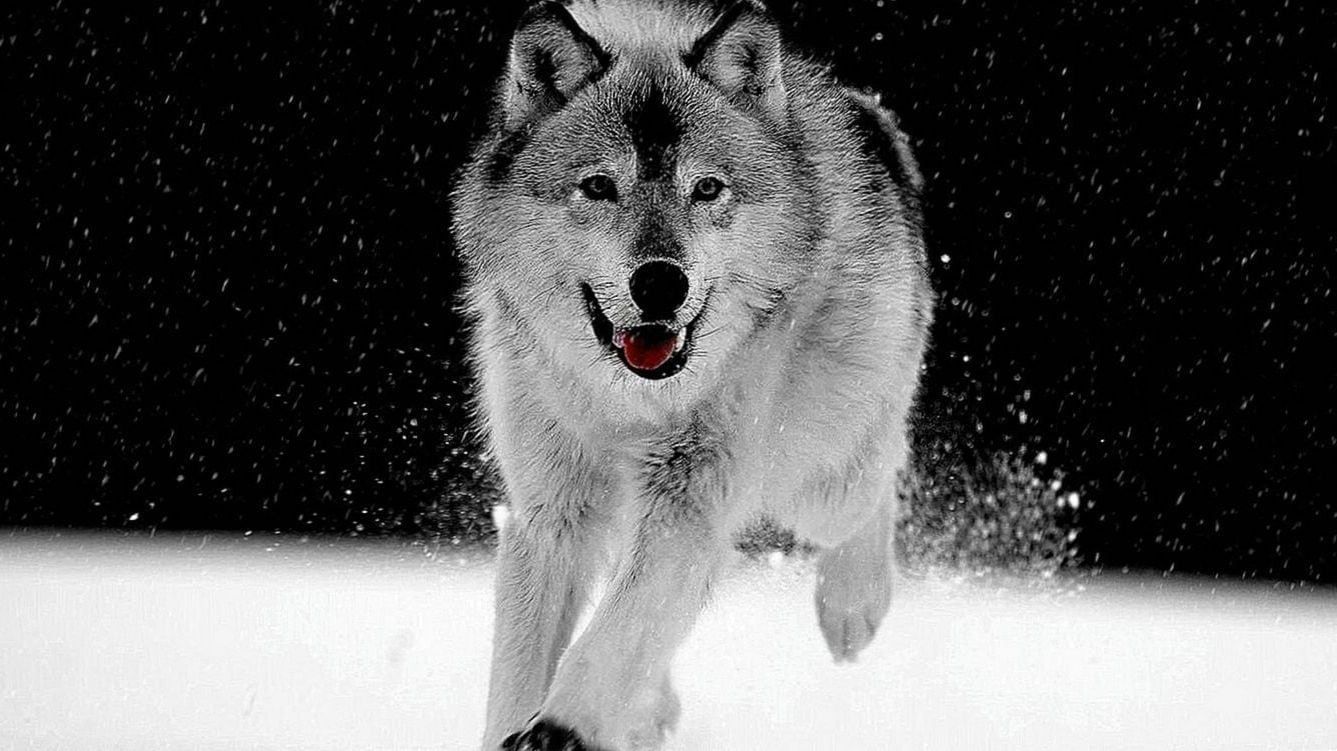 1337x751 Black And White Wolf Wallpapers Desktop ... Wallpaper