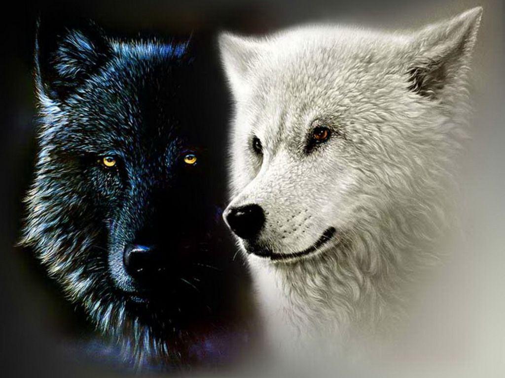 1024x768 Cool Black And White Wolf Wallpapers ... Wallpaper