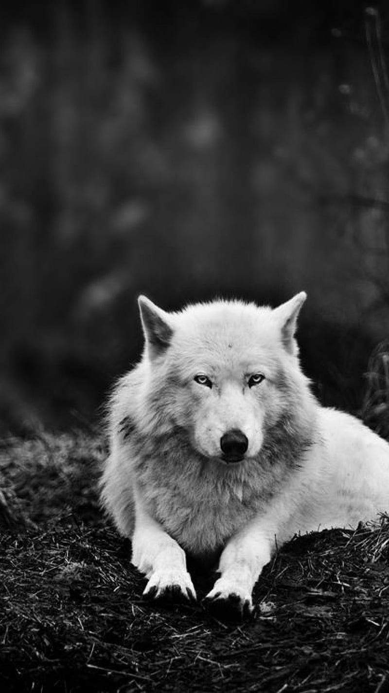 800x1422 White Wolf, animal, howl, snow, HD ... Wallpaper