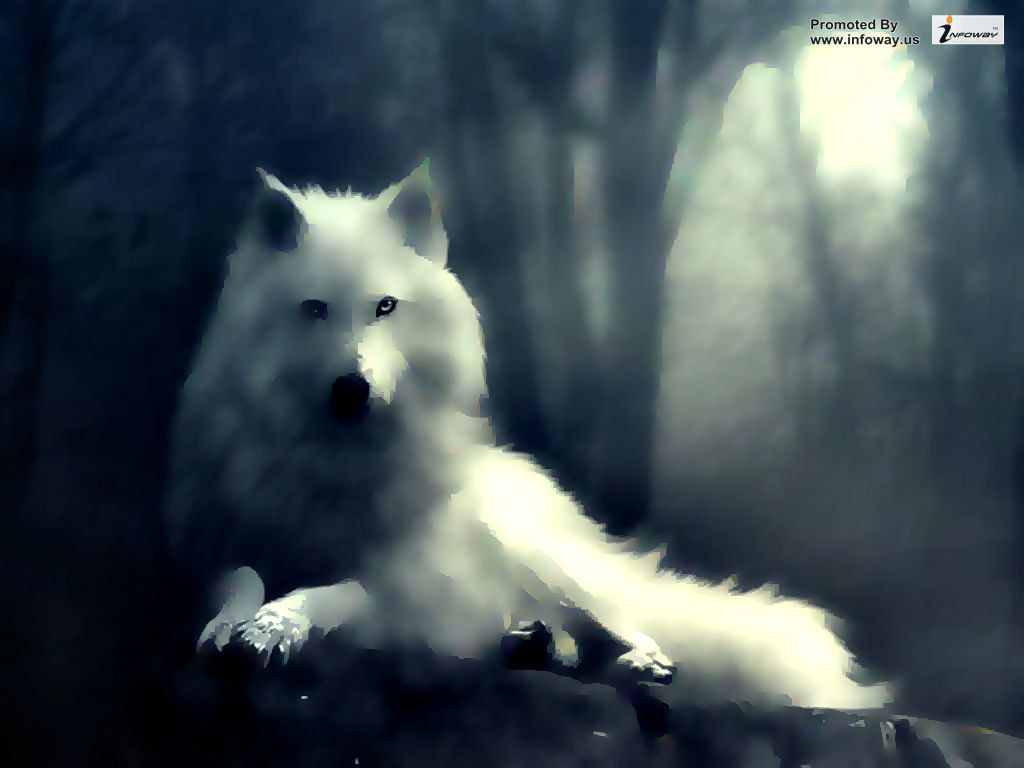 1024x768 White Wolf In The Dark Wallpaper ... Wallpaper