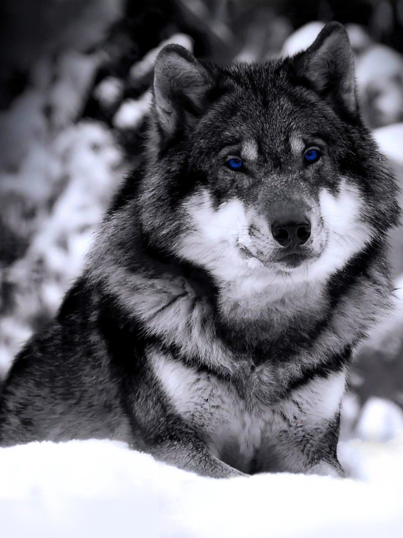 1536x2048 Black and white wolf Wallpapers ... Wallpaper