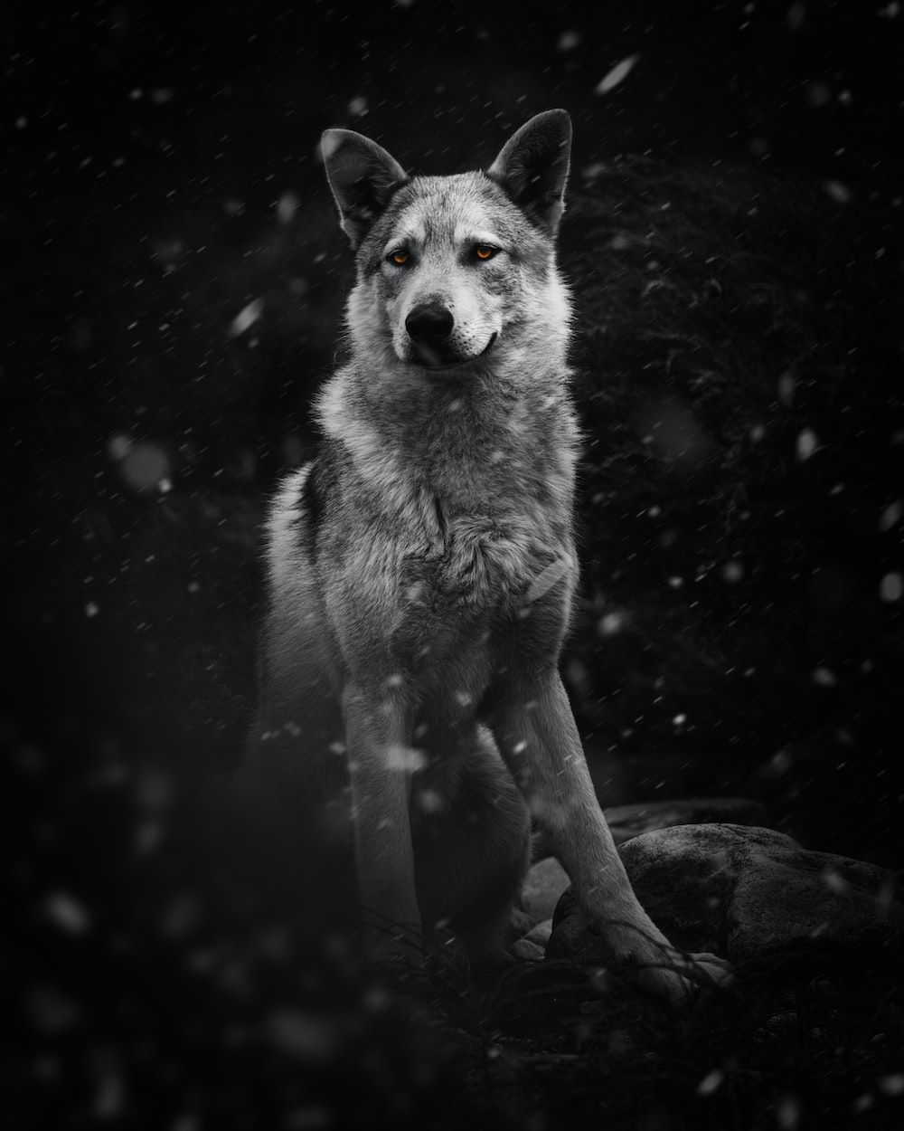 1000x1250 White and black wolf on black and white ... Wallpaper