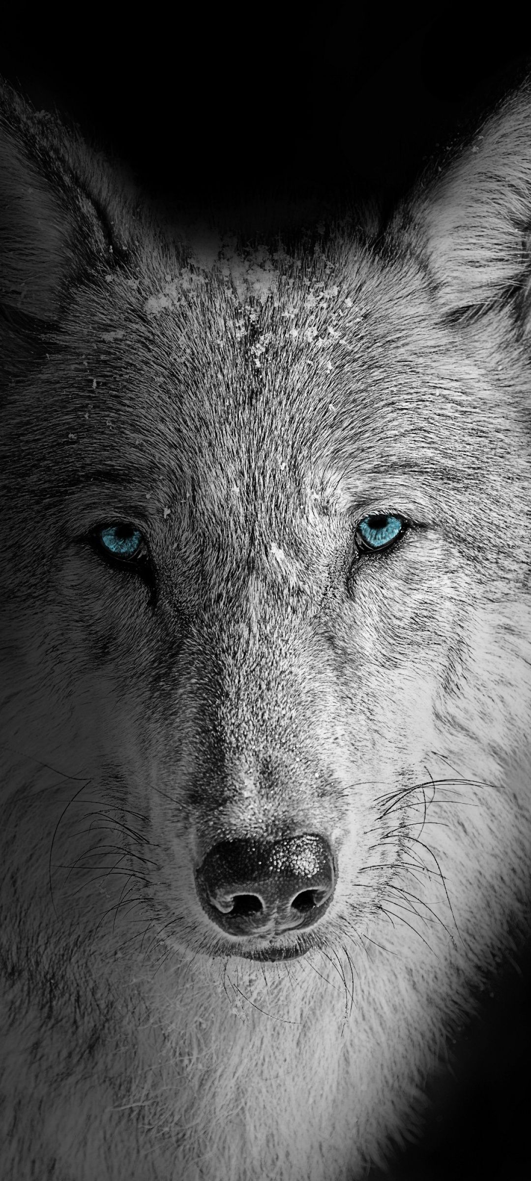 1080x2400 Wolf Wallpaper 4K, Beast, Wild, White wolf Wallpaper