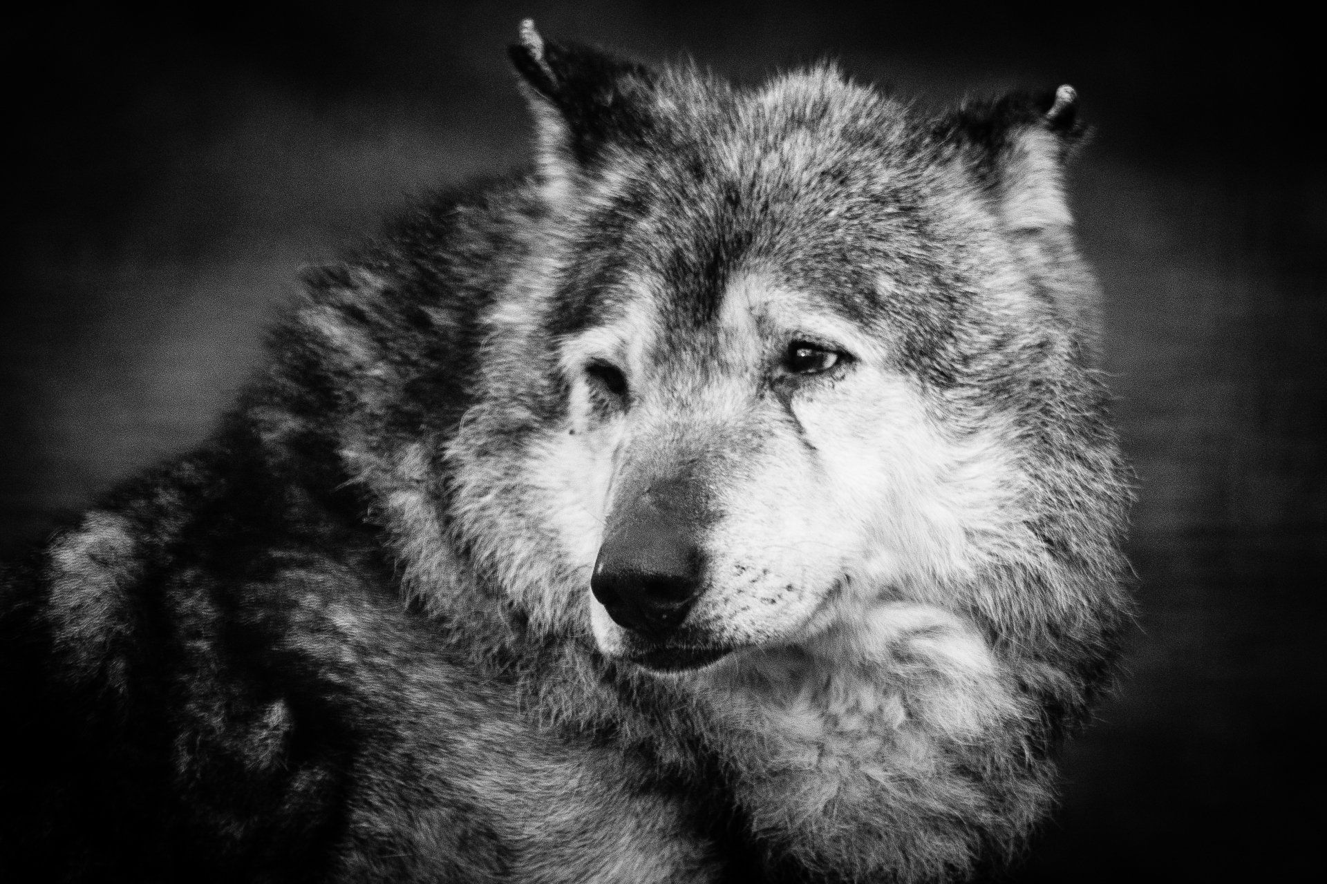 1920x1280 Animal Wolf 4k Ultra HD Wallpaper by ... Wallpaper