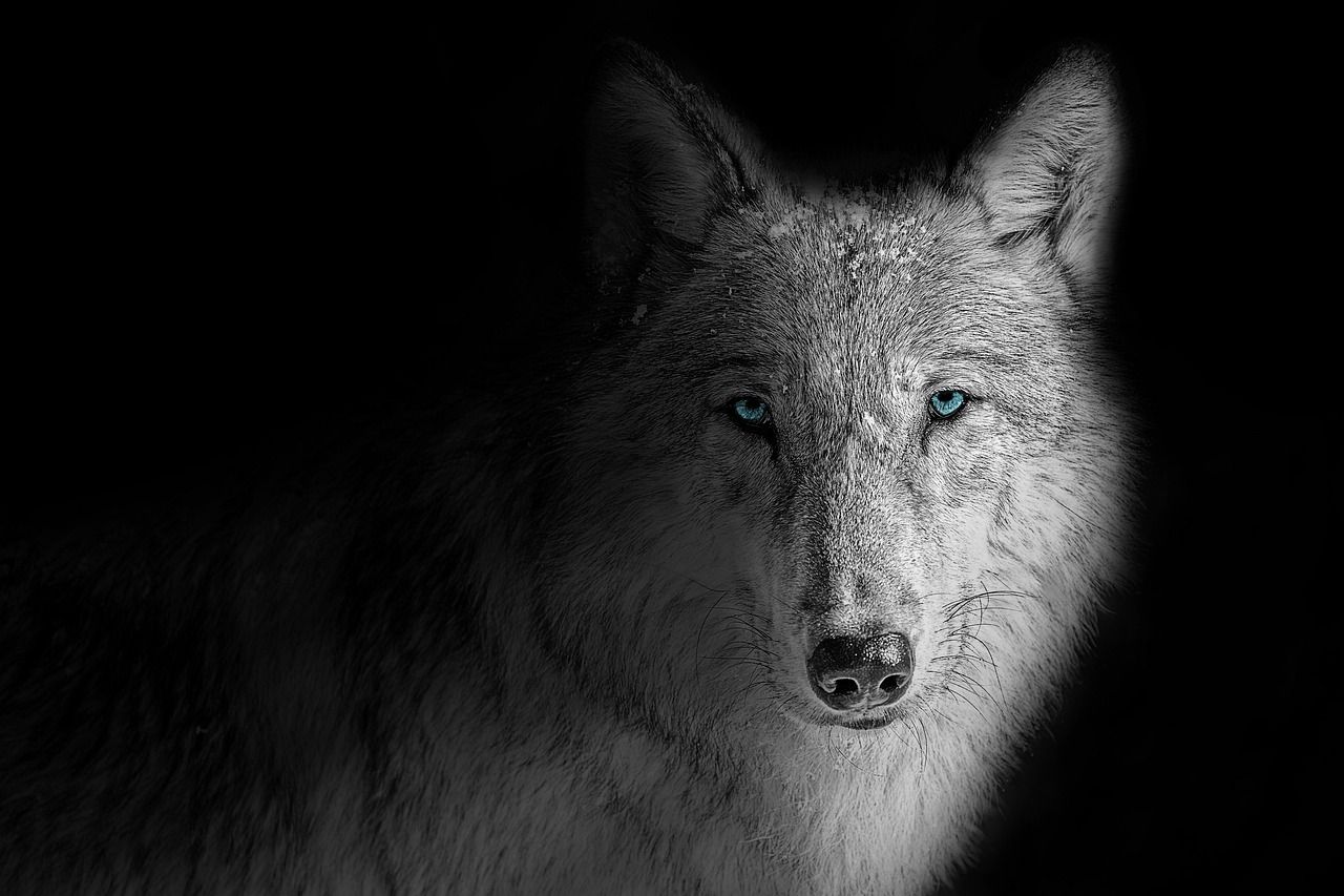 1280x853 Wallpaper Background Wolf - Free photo ... Wallpaper