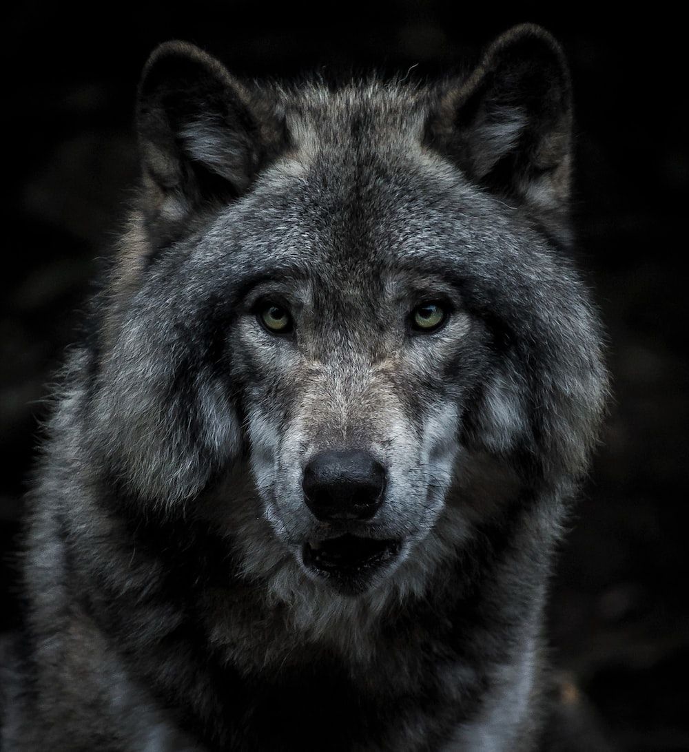 1000x1092 Wolf Wallpapers: Free HD Download [500+ ... Wallpaper