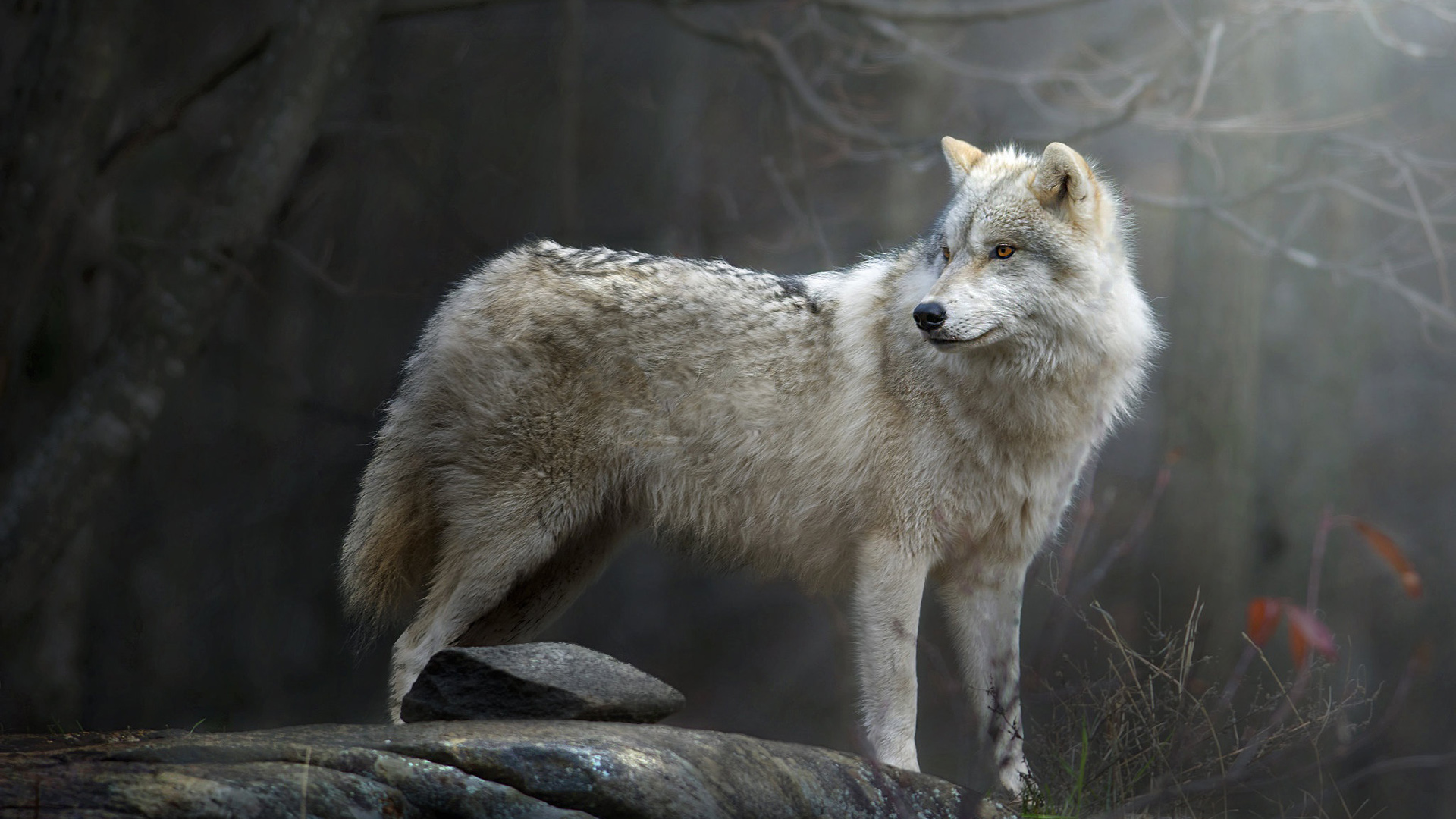 1920x1080 White Black Wolf Is Standing On Rock In ... Wallpaper