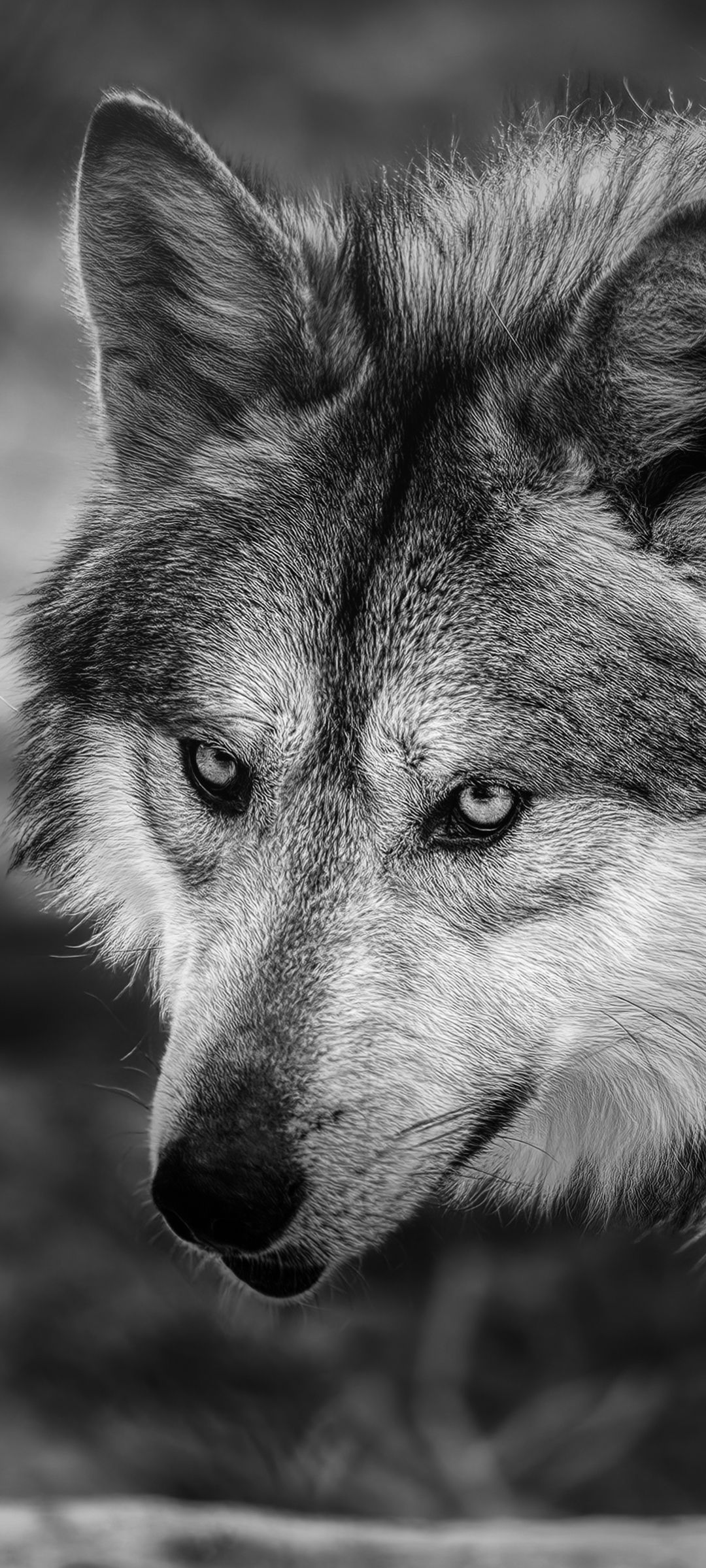 1080x2400 Mobile wallpaper: Wolf, Animal, Black ... Wallpaper