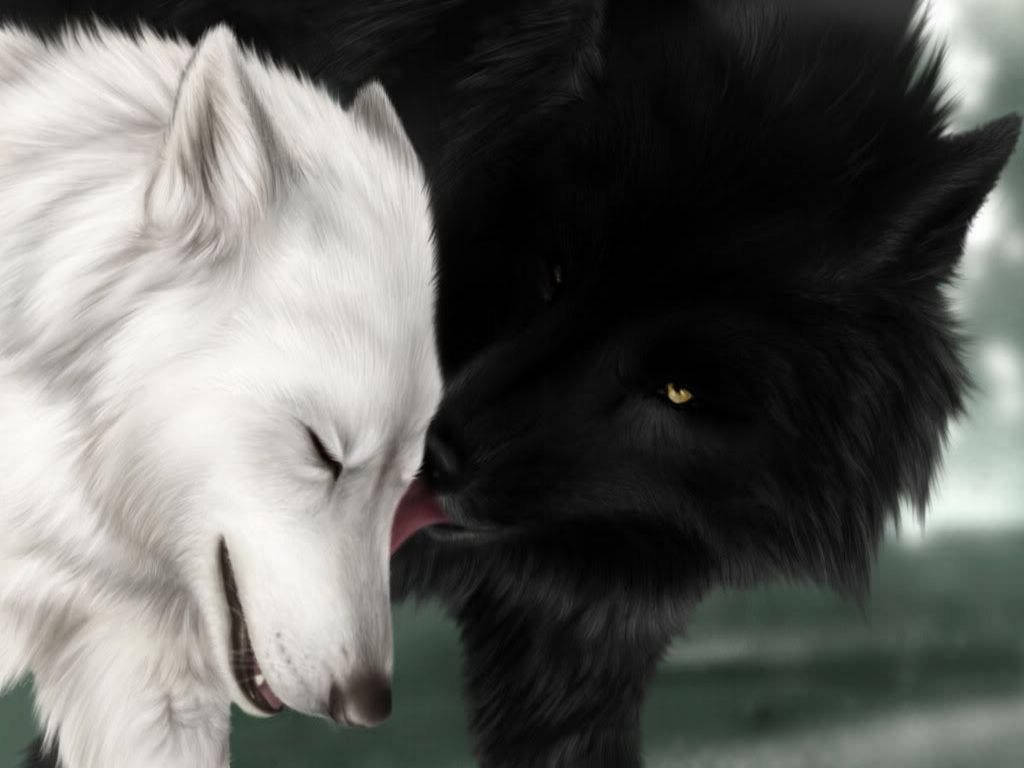 1024x768 Download Cool Black Wolf Licking White ... Wallpaper