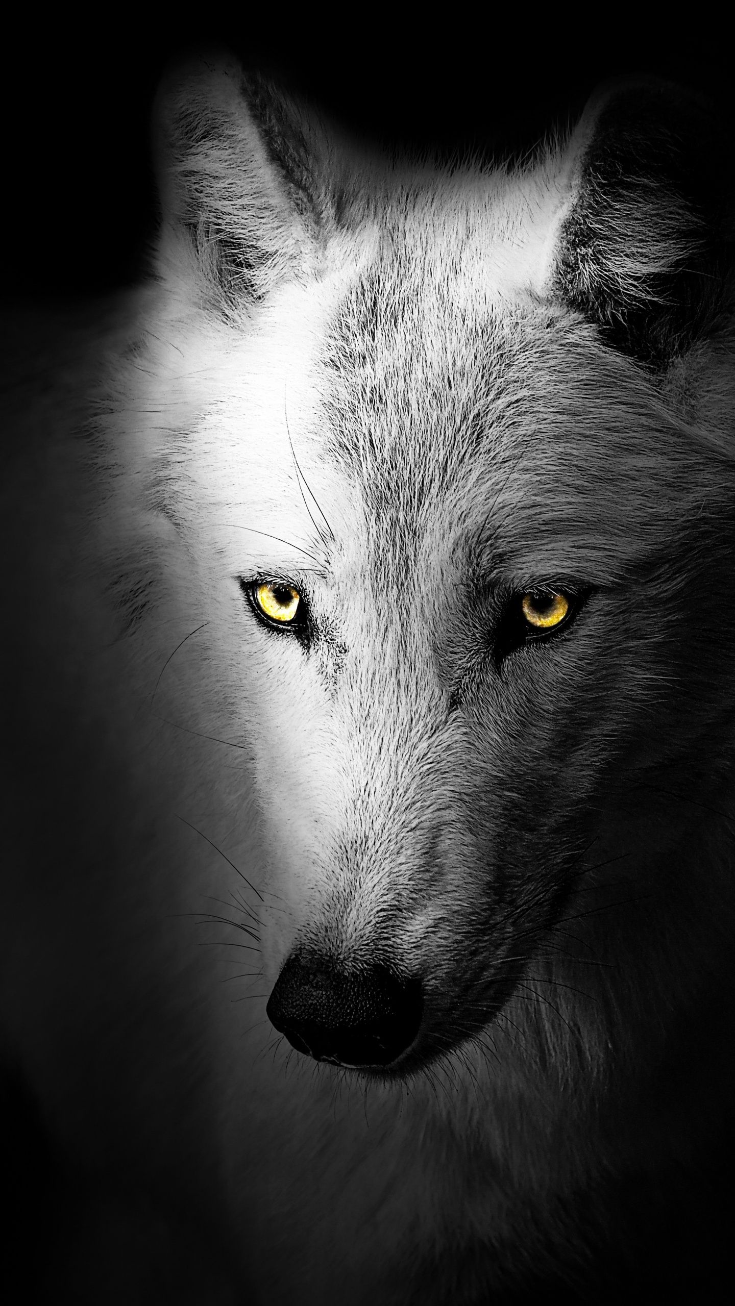 1440x2560 Wolf Wallpaper 4K, Black background ... Wallpaper