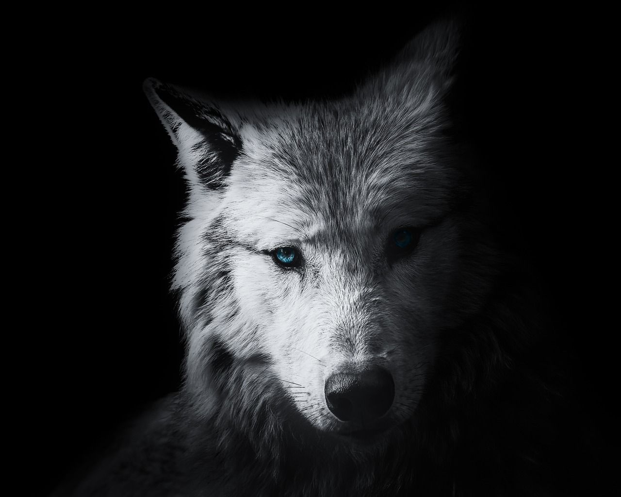 1280x1024 Wallpaper Background Wolf - Free photo ... Wallpaper