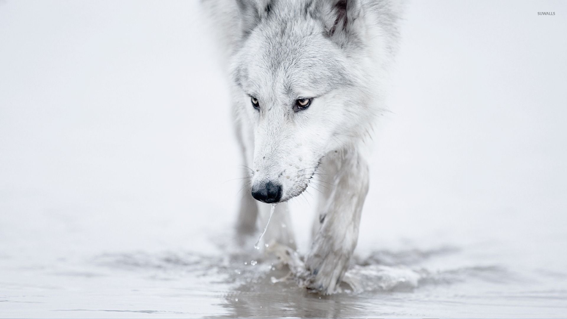 1920x1080 White wolf [2] wallpaper - Animal ... Wallpaper