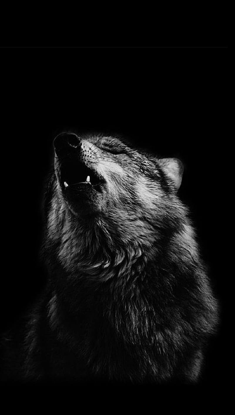 800x1412 Wolf, HD phone wallpaper | Peakpx Wallpaper