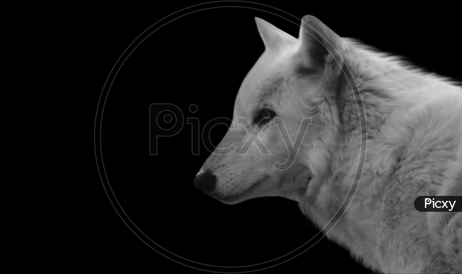 1600x950 Image of Beautiful Portrait White Wolf ... Wallpaper