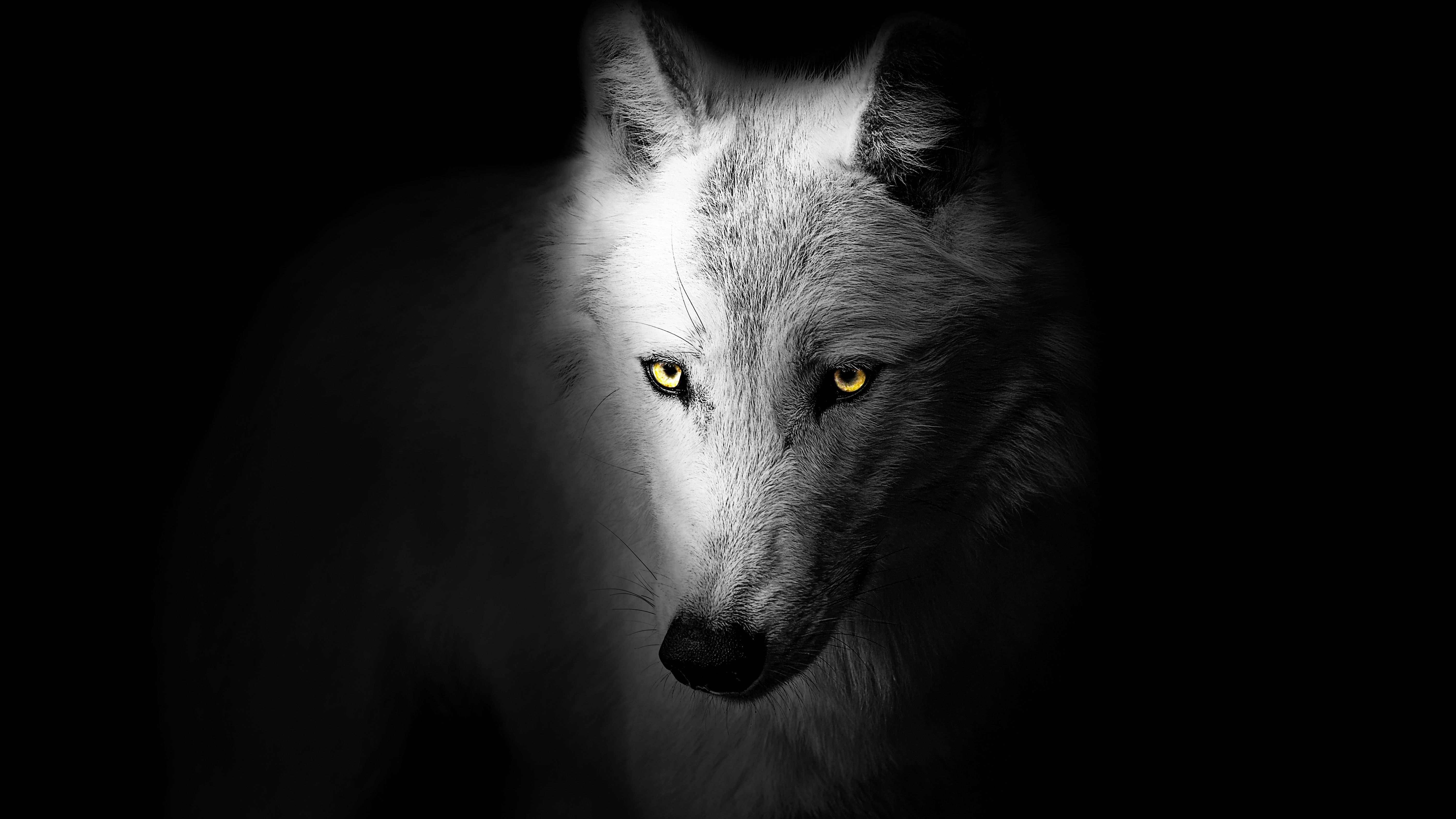 6016x3384 Wolf Wallpaper 4K, Black background ... Wallpaper