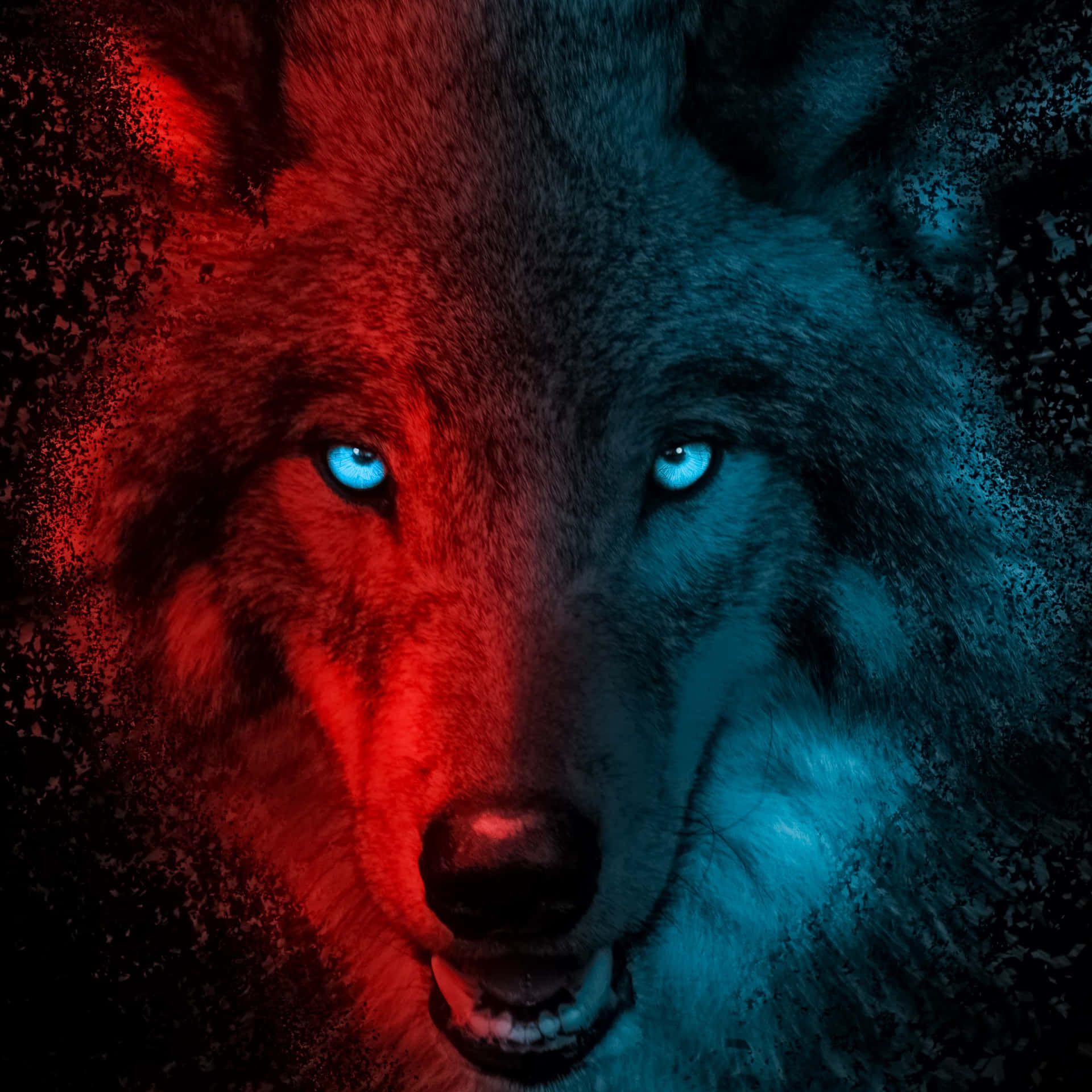 Red Wolf Wallpapers - 4k, HD Red Wolf Backgrounds on WallpaperBat