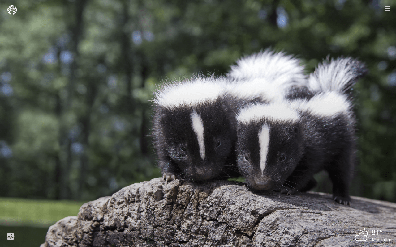 Skunk Wallpapers - 4k, HD Skunk Backgrounds on WallpaperBat