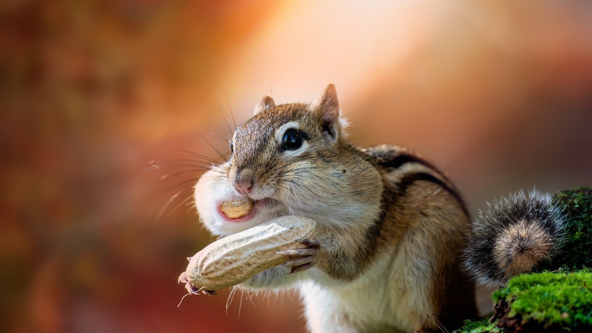 Chipmunk Twitch