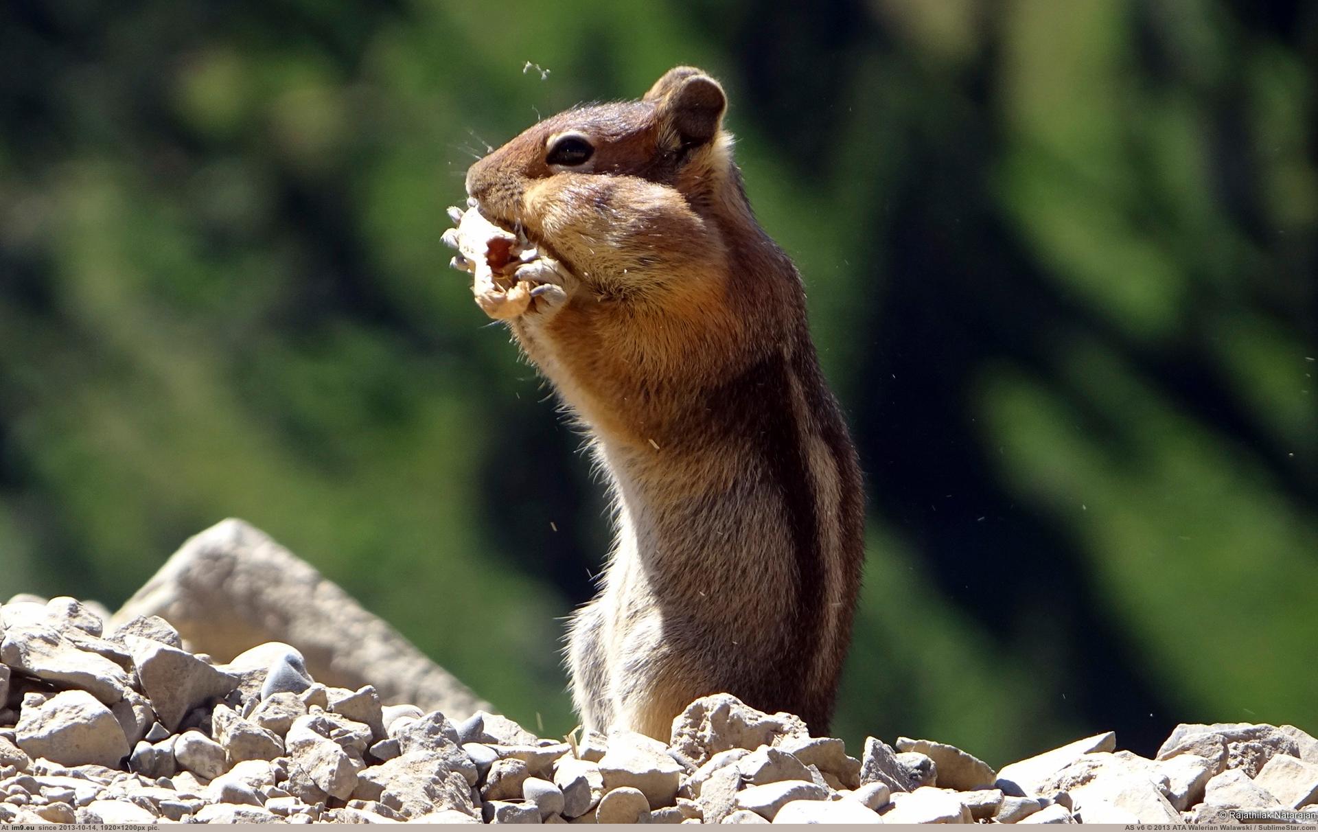 Chipmunk Twitch