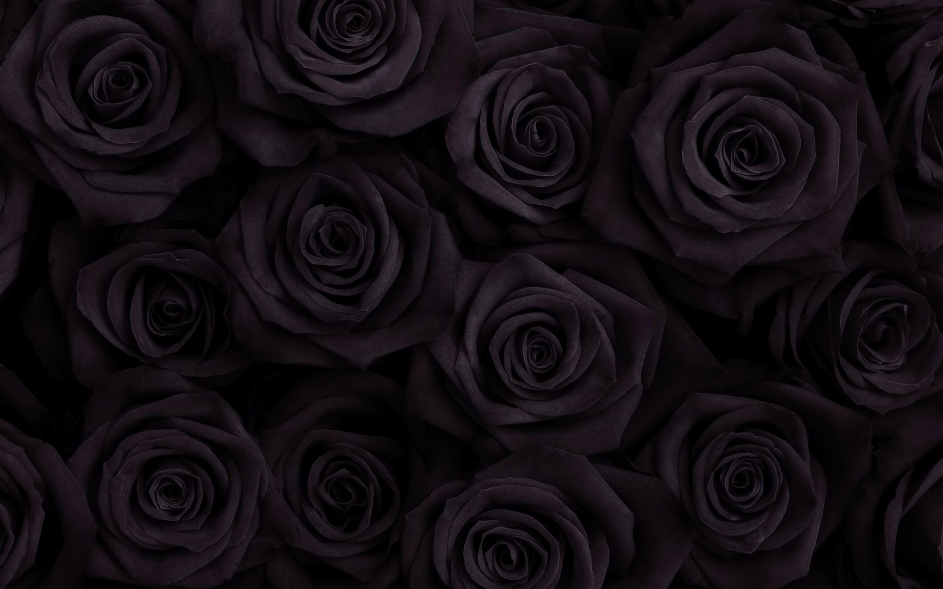 Black Rose Wallpapers - 4k, HD Black Rose Backgrounds on WallpaperBat