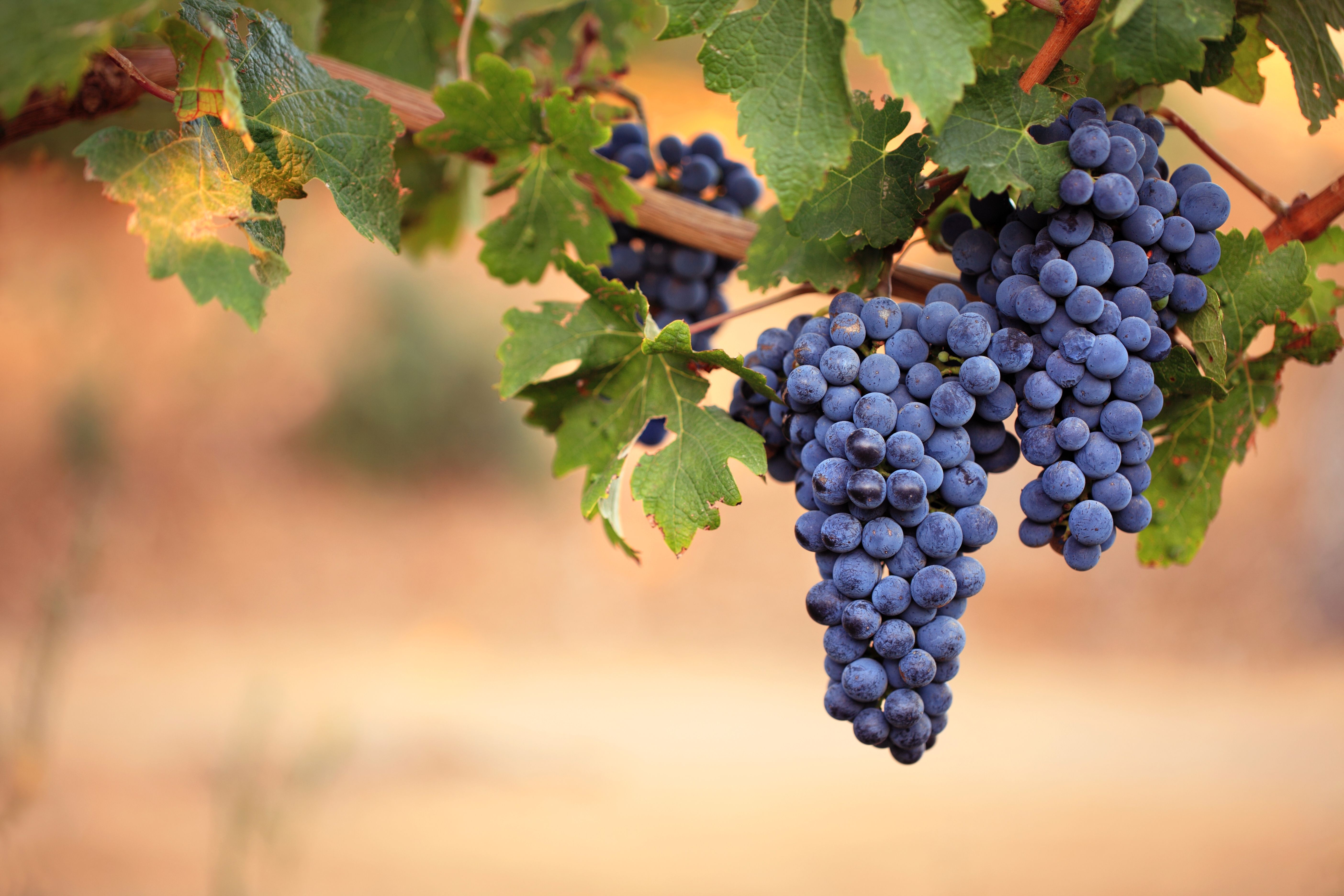 Виноград в больших количествах