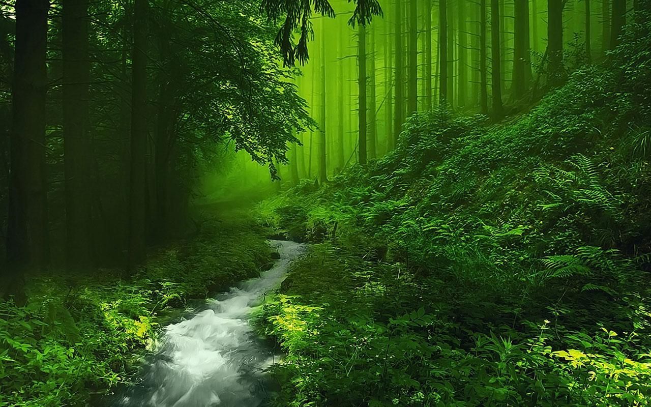 Most Beautiful Forest Wallpapers - 4k, HD Most Beautiful Forest